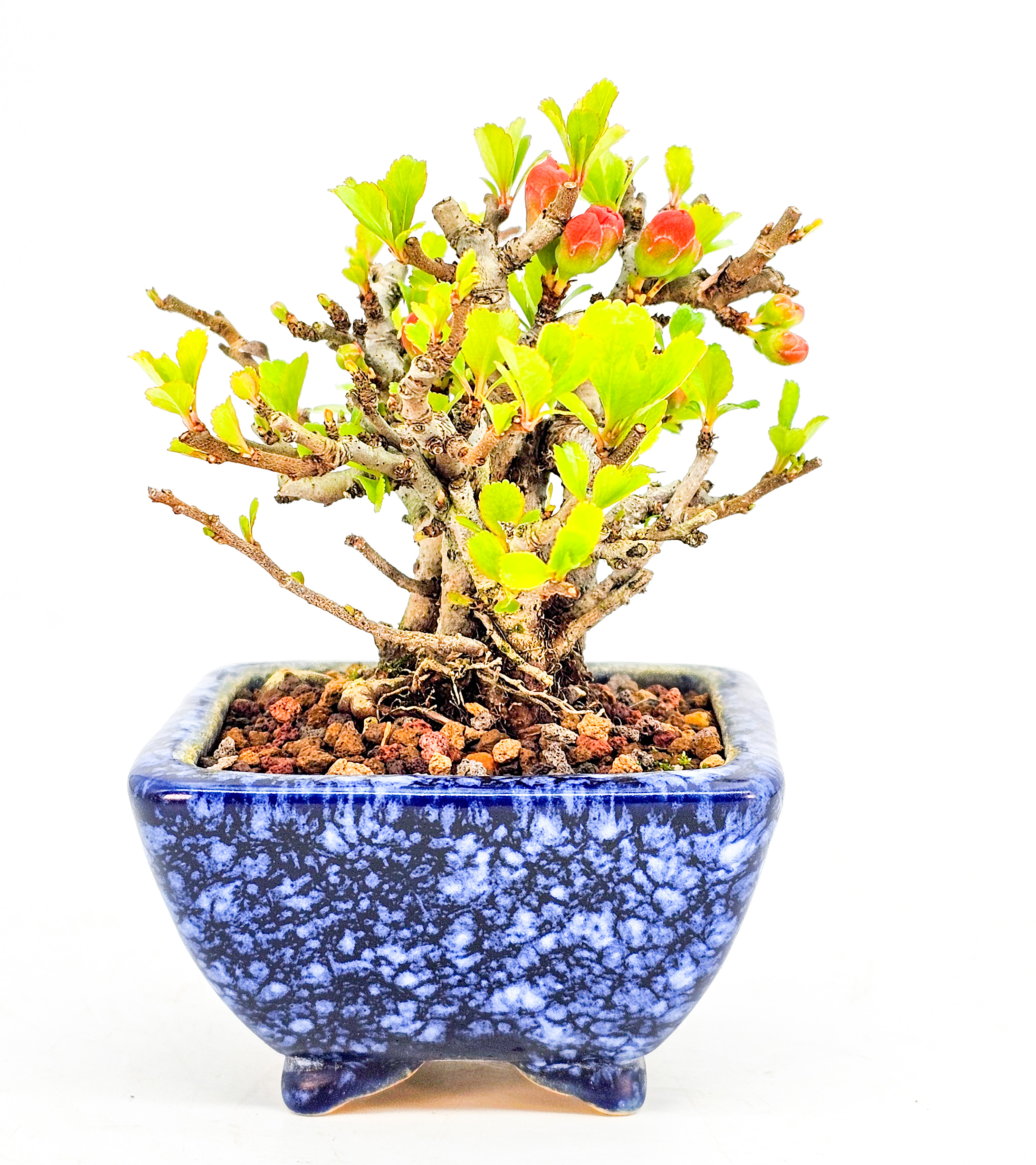 Bonsai Zierquitte - Chaenomeles - Chojubai Mame 6,5cm 