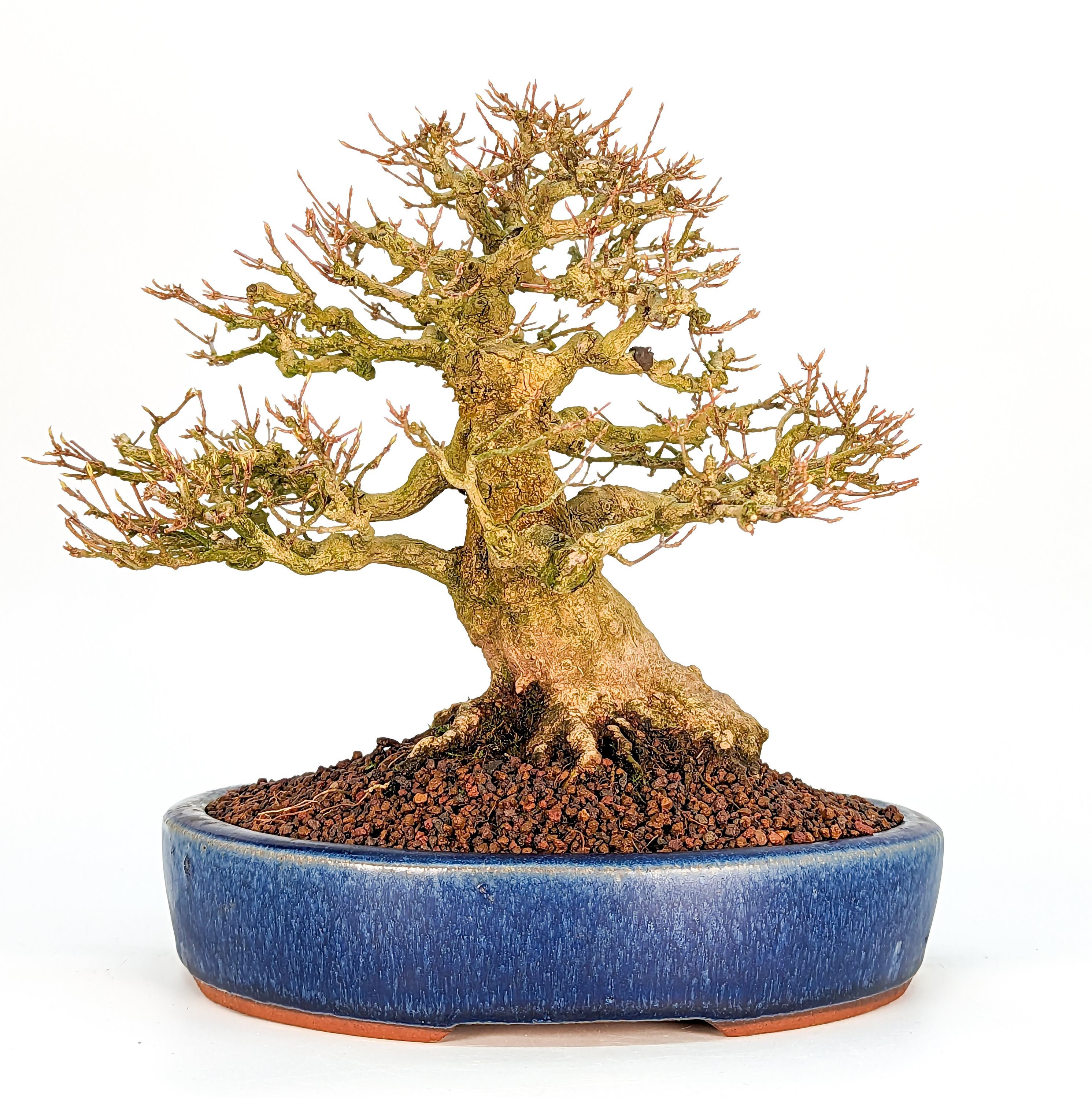 Bonsai Premium Dreispitzahorn - Acer buergerianum Shohin 19cm