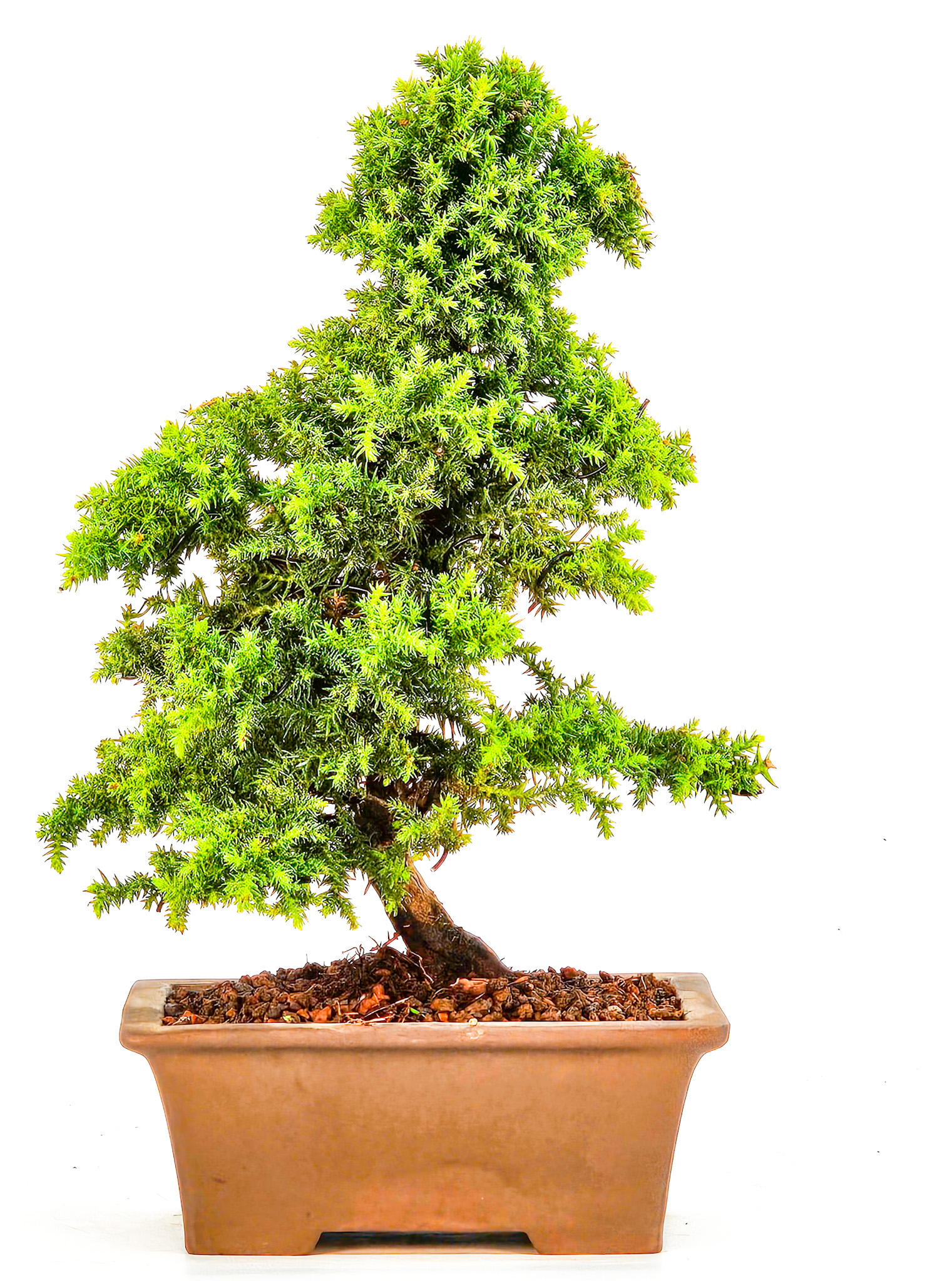 Bonsai Sicheltanne Cryptomeria Japonica Shohin 18cm   