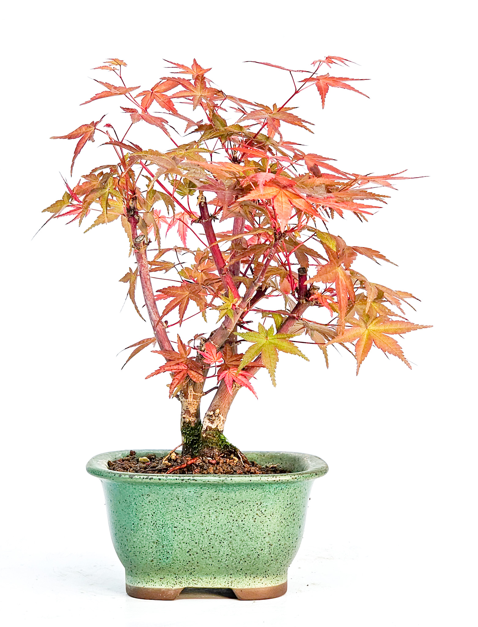 Bonsai Fächerahorn Acer palmatum Deshojo Shohin 14cm   