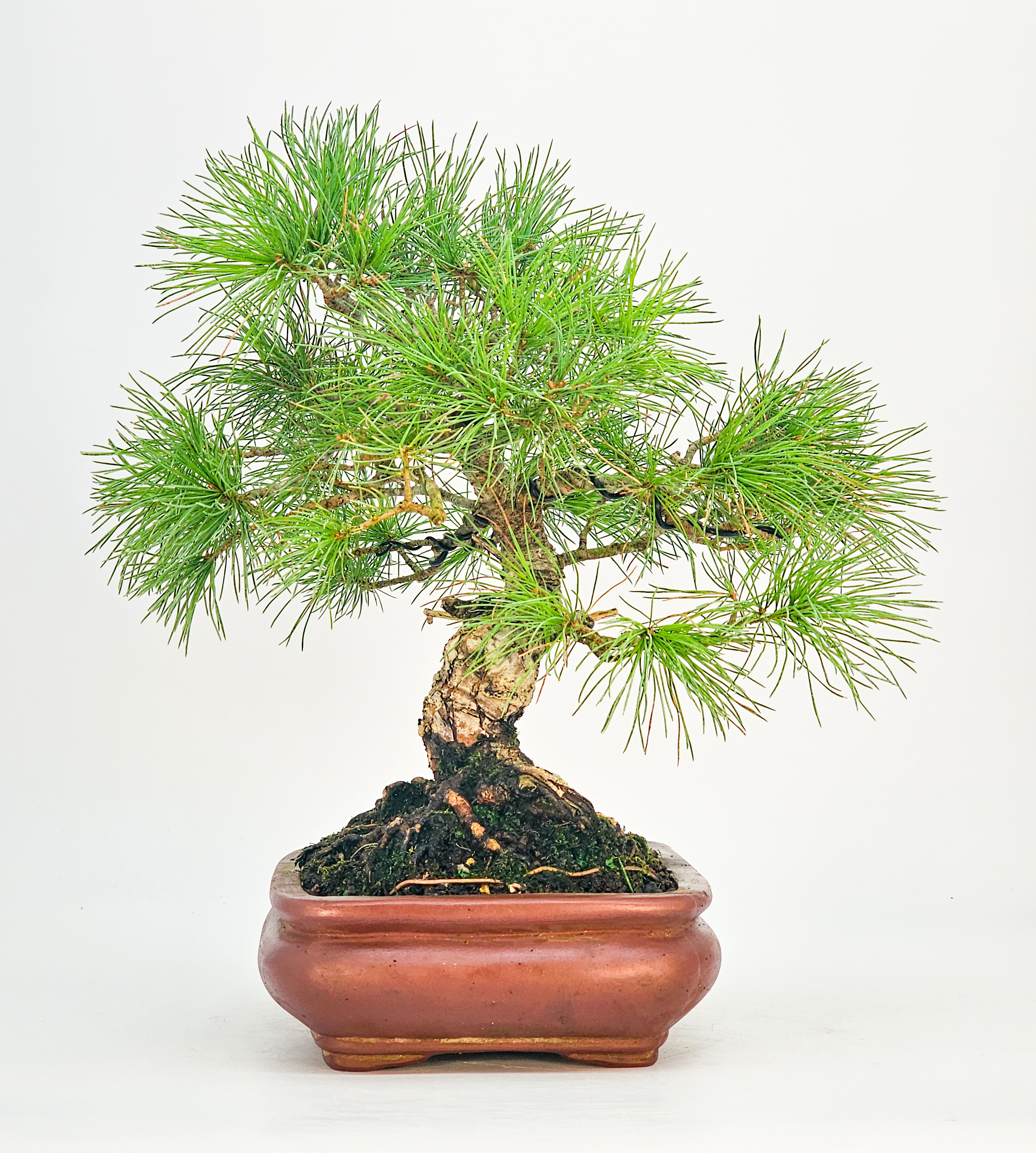 Bonsai Pinus parviflora Mädchenkiefer 25cm