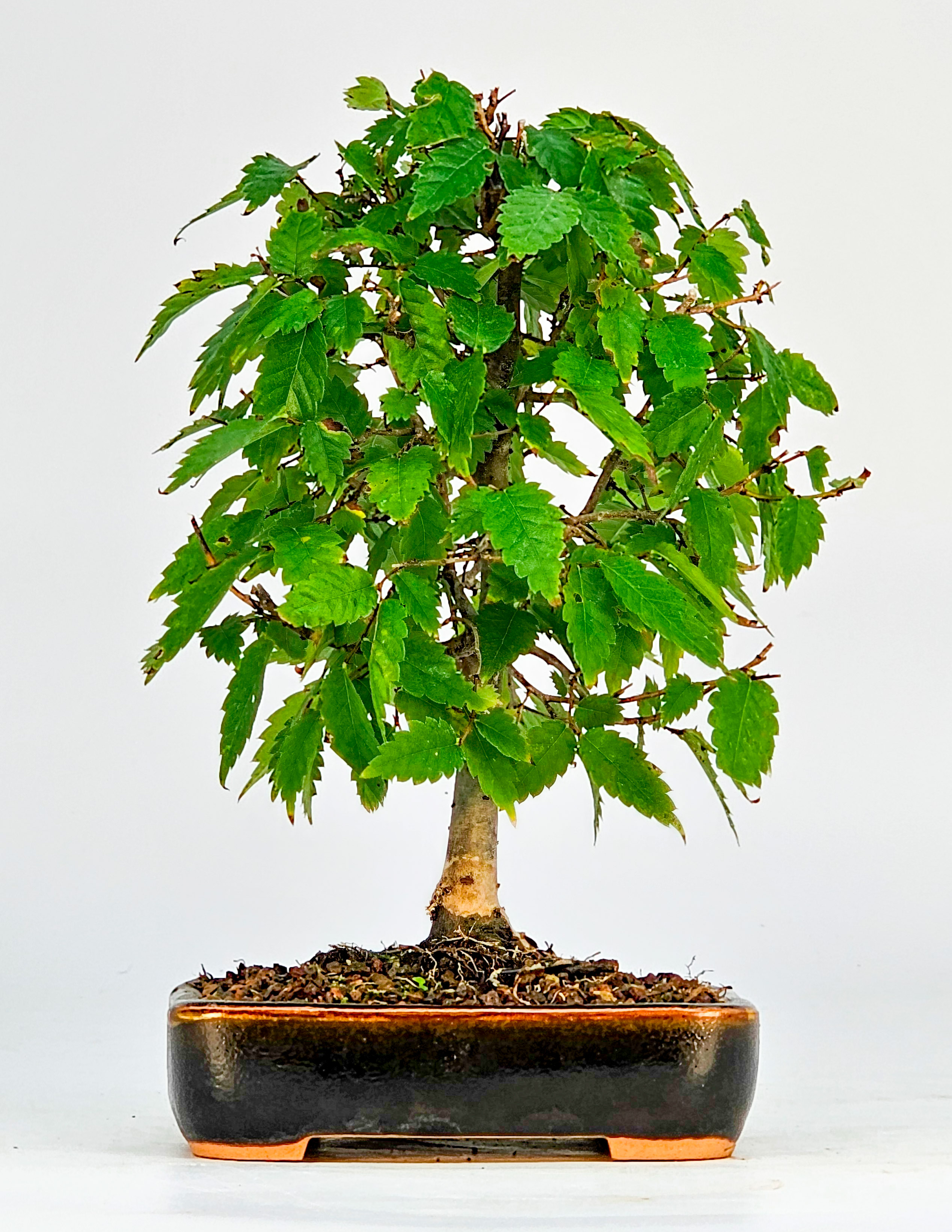 Bonsai Zelkova serrata Shohin 20cm  