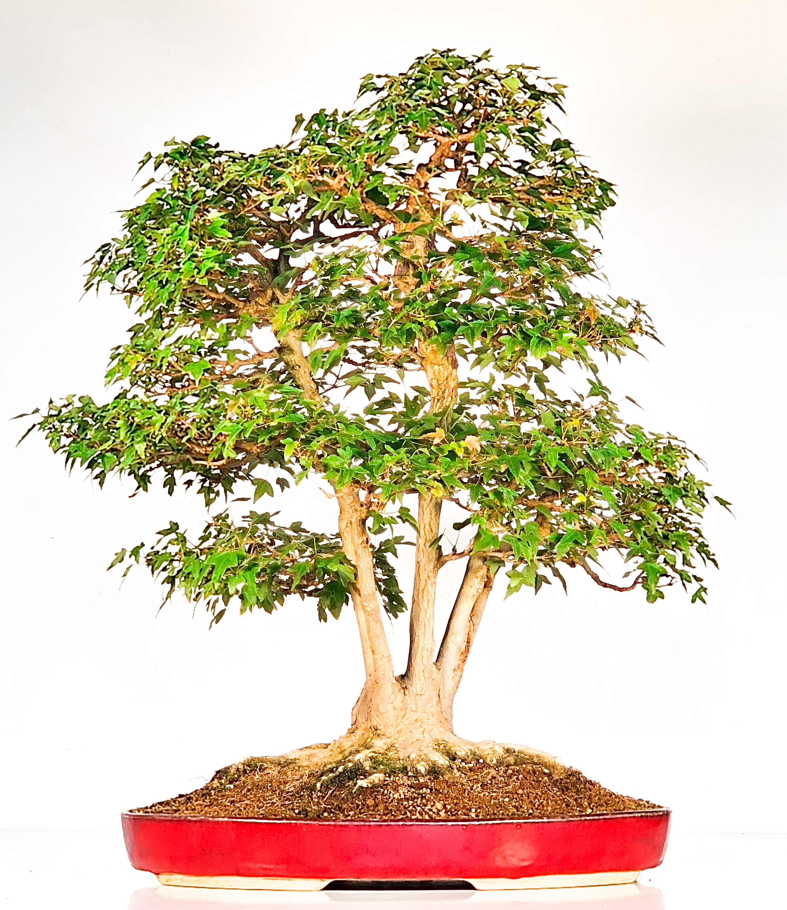 Bonsai Dreispitzahorn Multitrunk 5 Stämme - Acer buergerianum 60cm - Video!