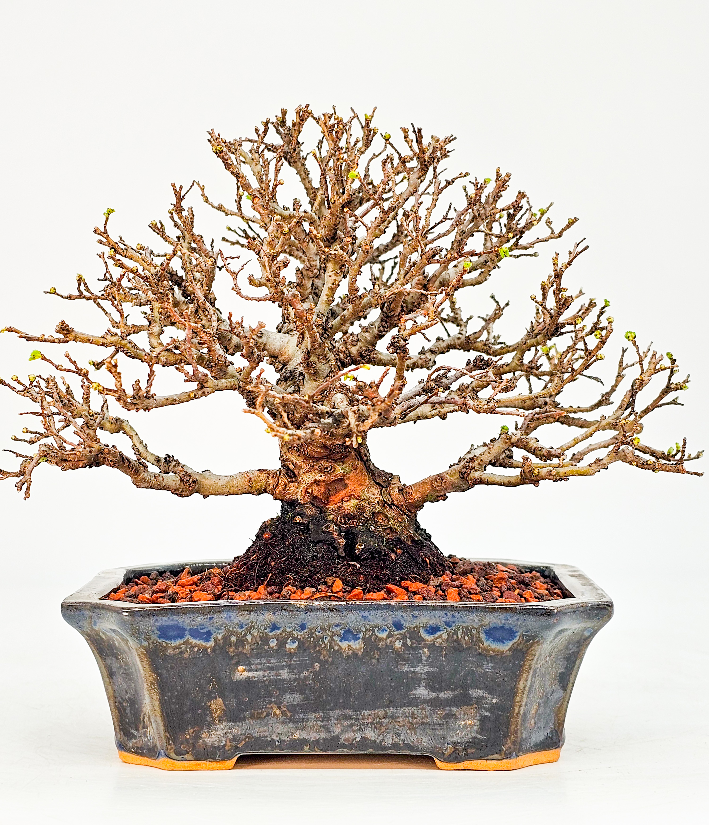 Bonsai Japanische Ulme - Ulmus parvifolia Shohin 12cm