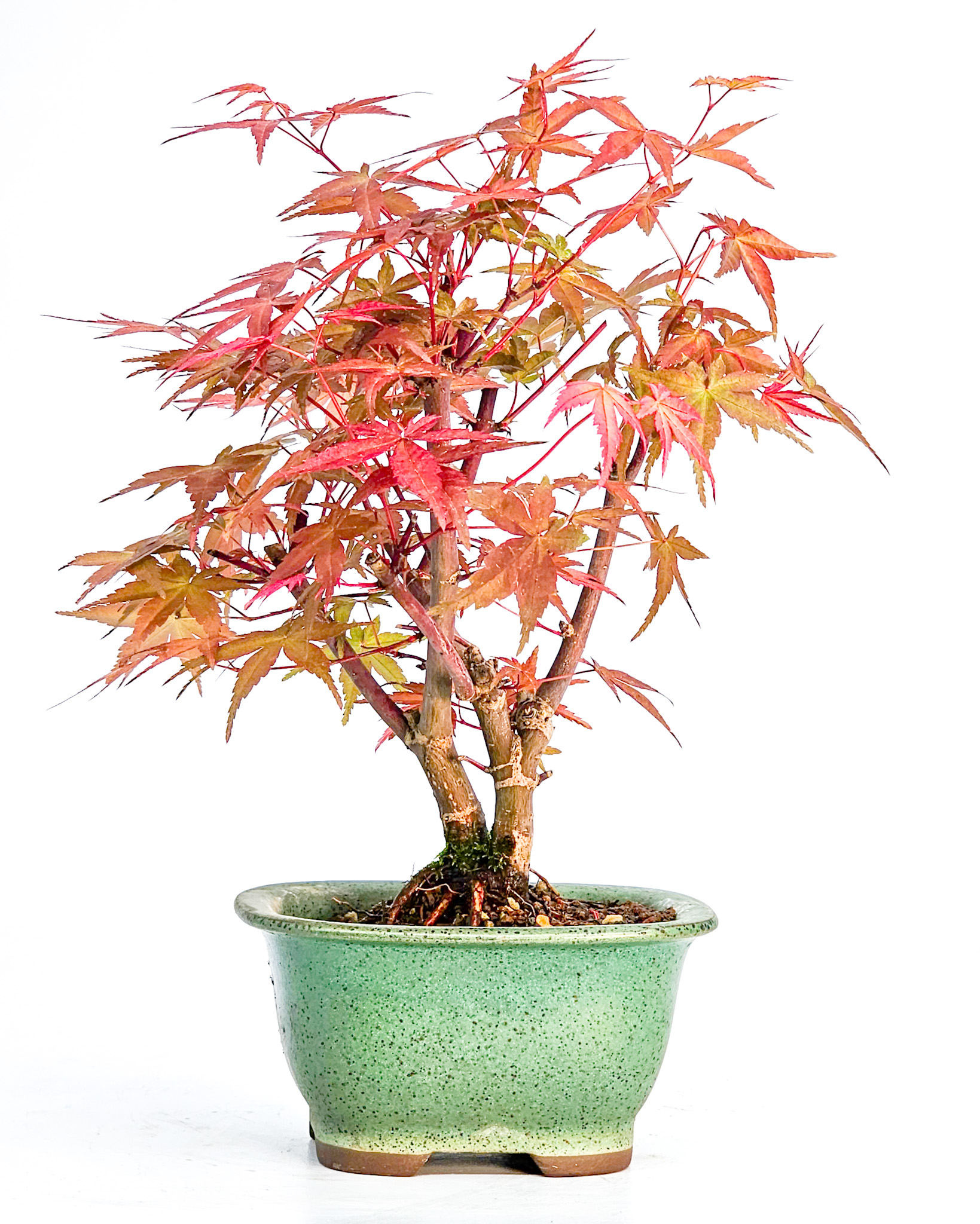 Bonsai Fächerahorn Acer palmatum Deshojo Shohin 14cm   