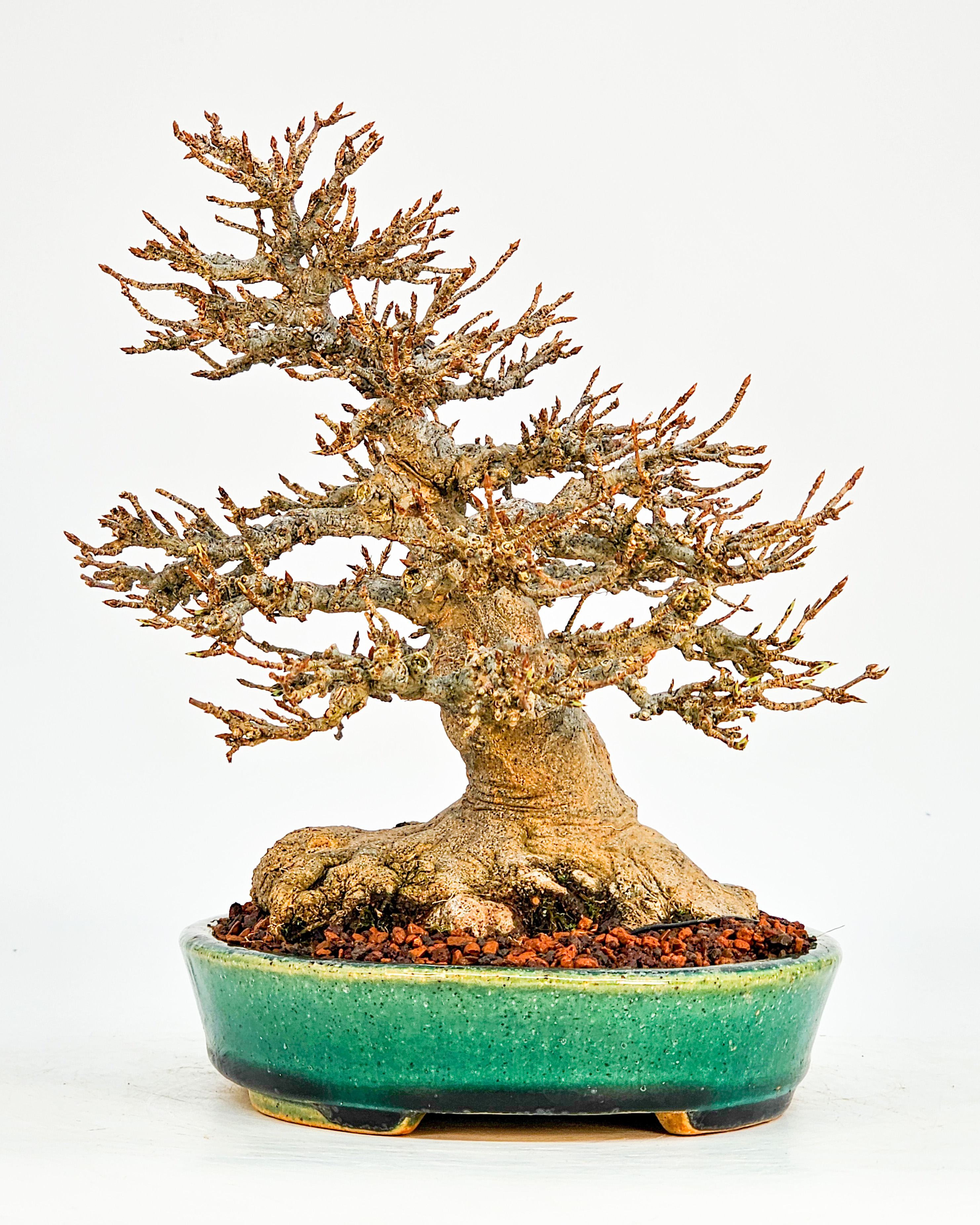 Bonsai Premium Dreispitzahorn - Acer buergerianum Shohin 19cm - Video  