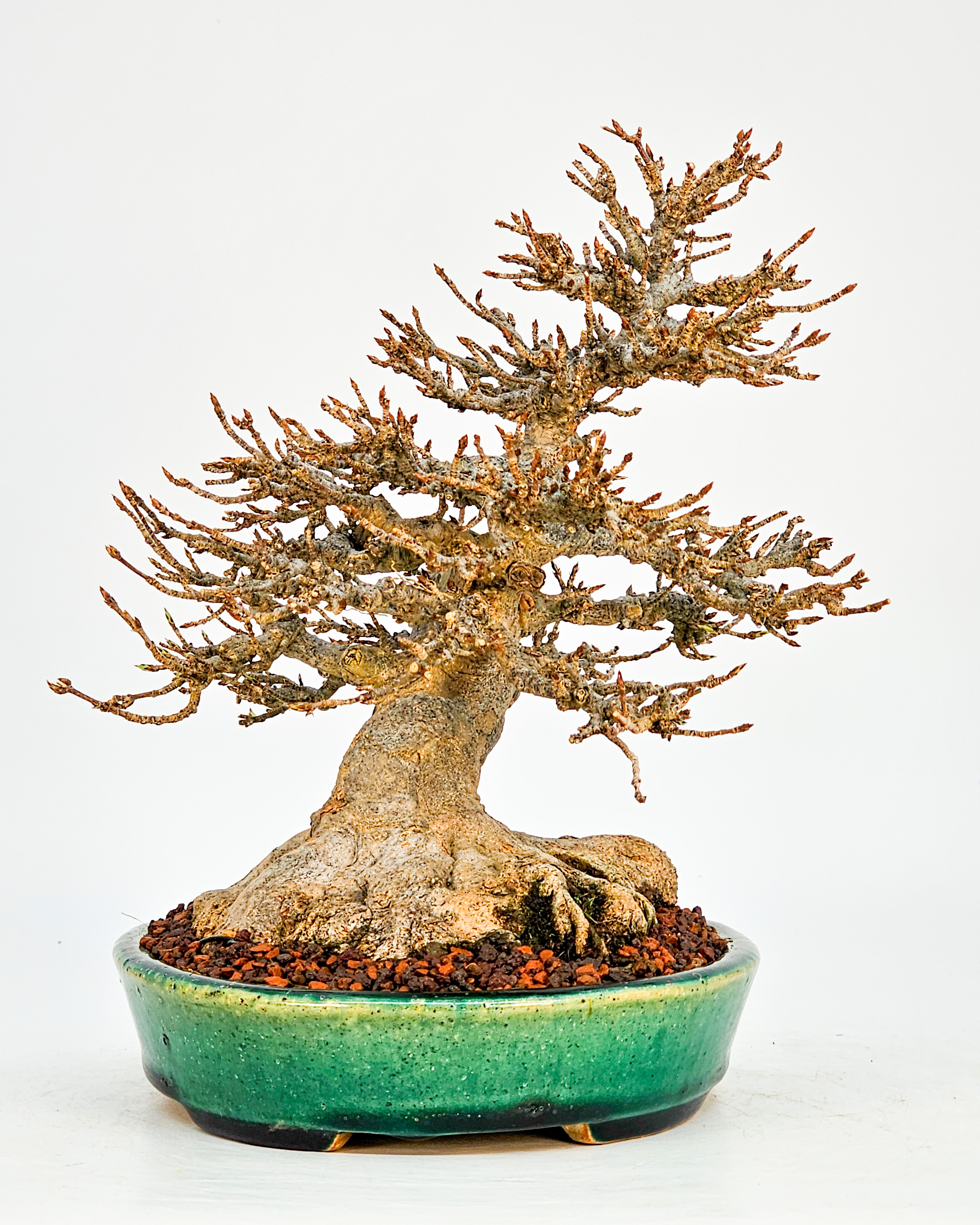 Bonsai Premium Dreispitzahorn - Acer buergerianum Shohin 19cm - Video  