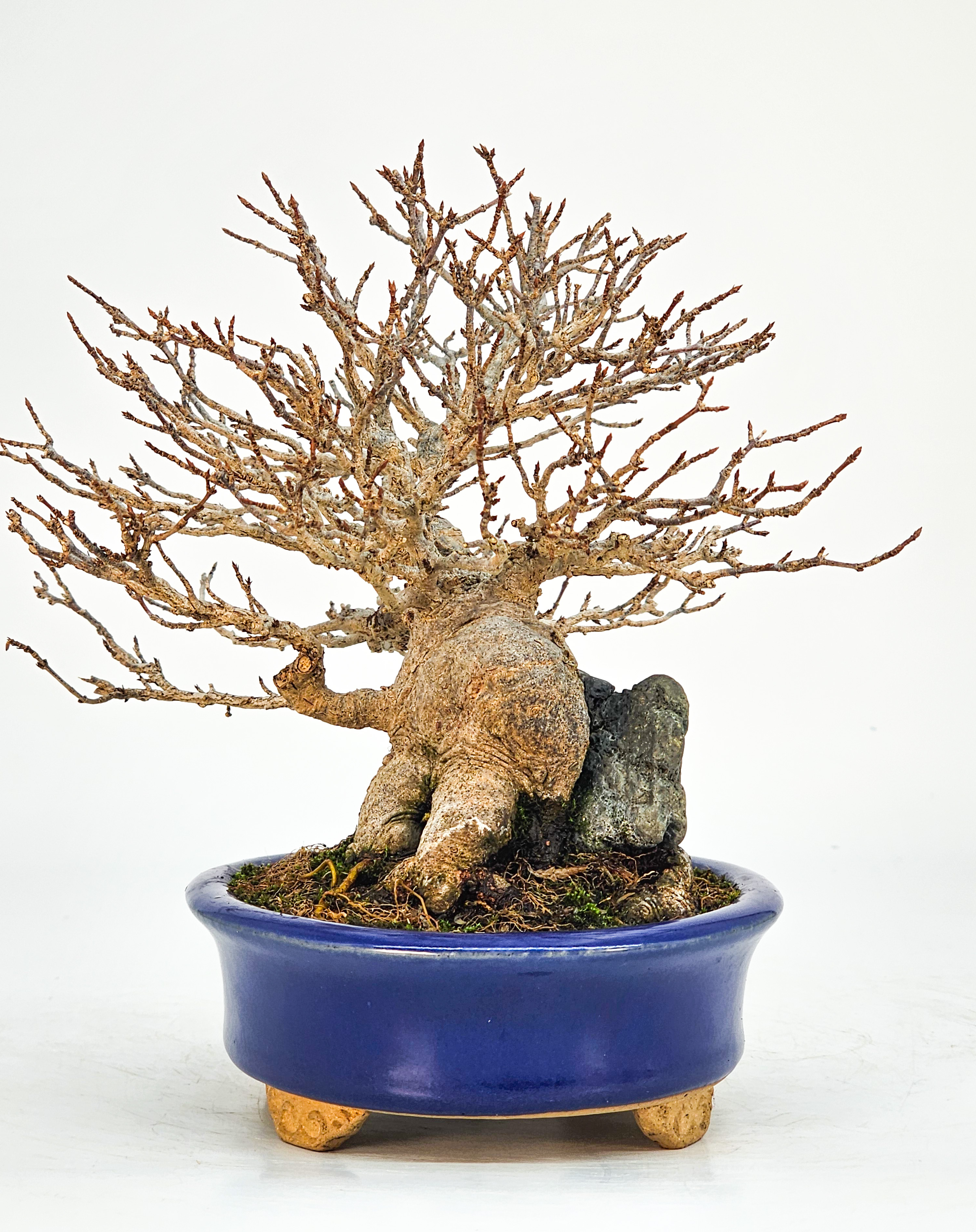 Bonsai Premium Dreispitzahorn - Acer buergerianum Ishizuki Shohin 14,5cm - Video  