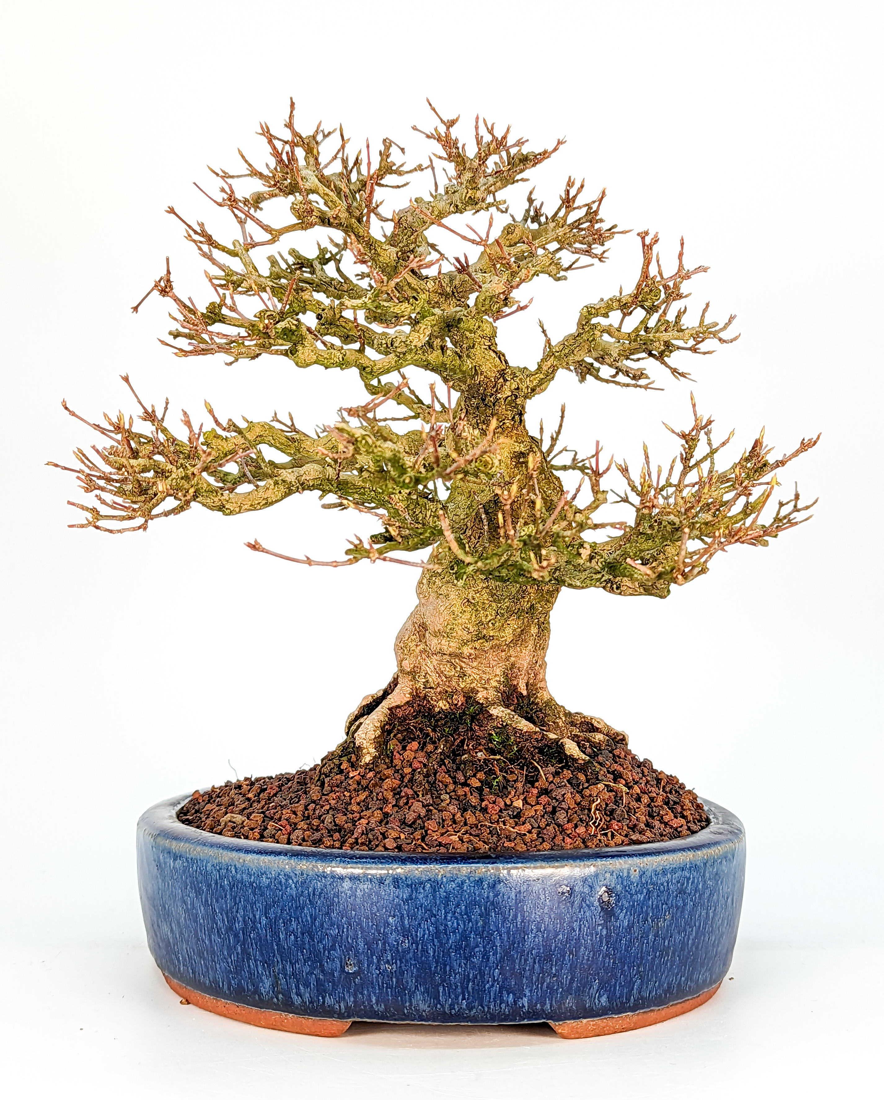 Bonsai Premium Dreispitzahorn - Acer buergerianum Shohin 19cm