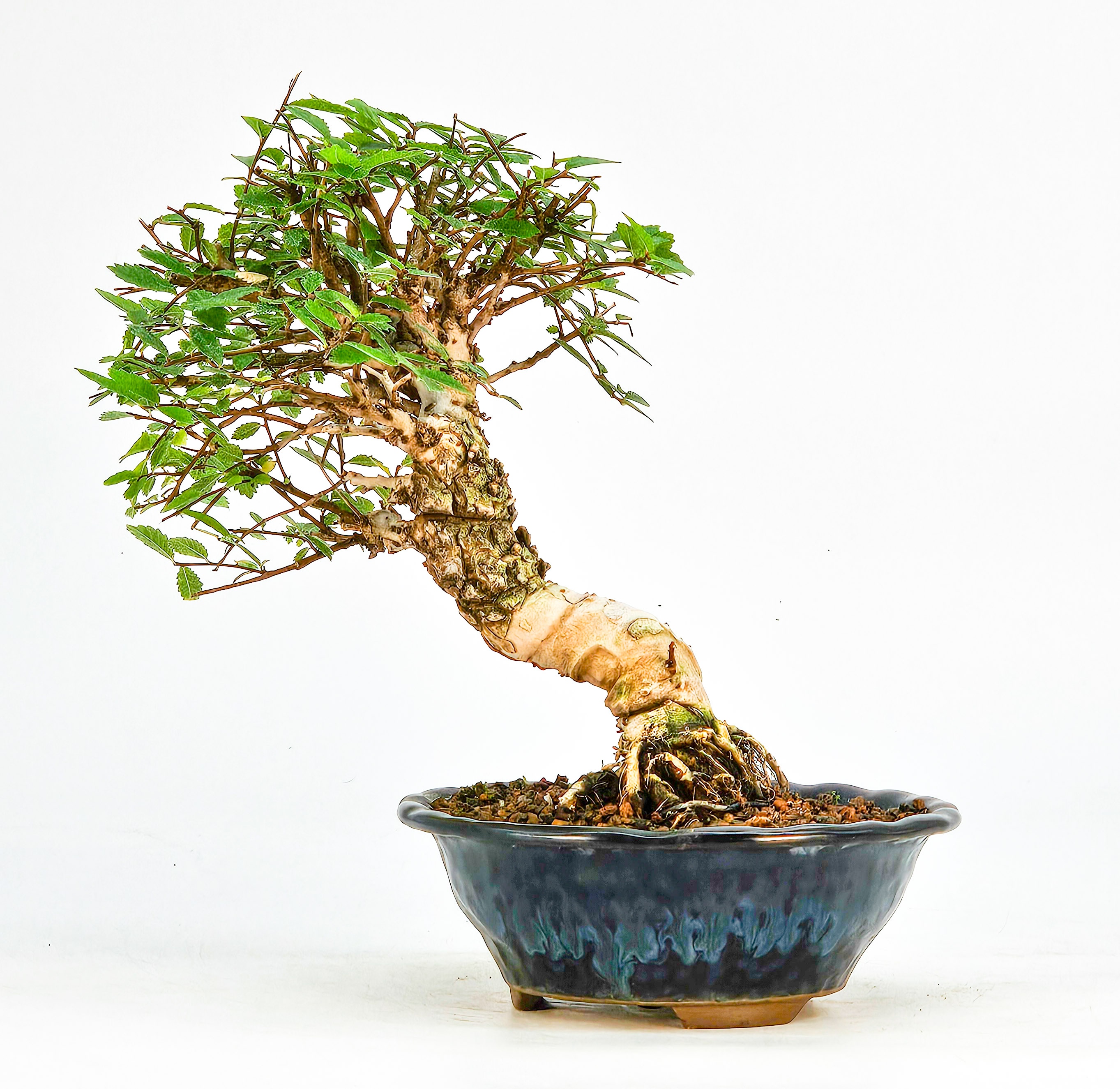 Bonsai Japanische Ulme - Ulmus parvifolia Shohin 16cm