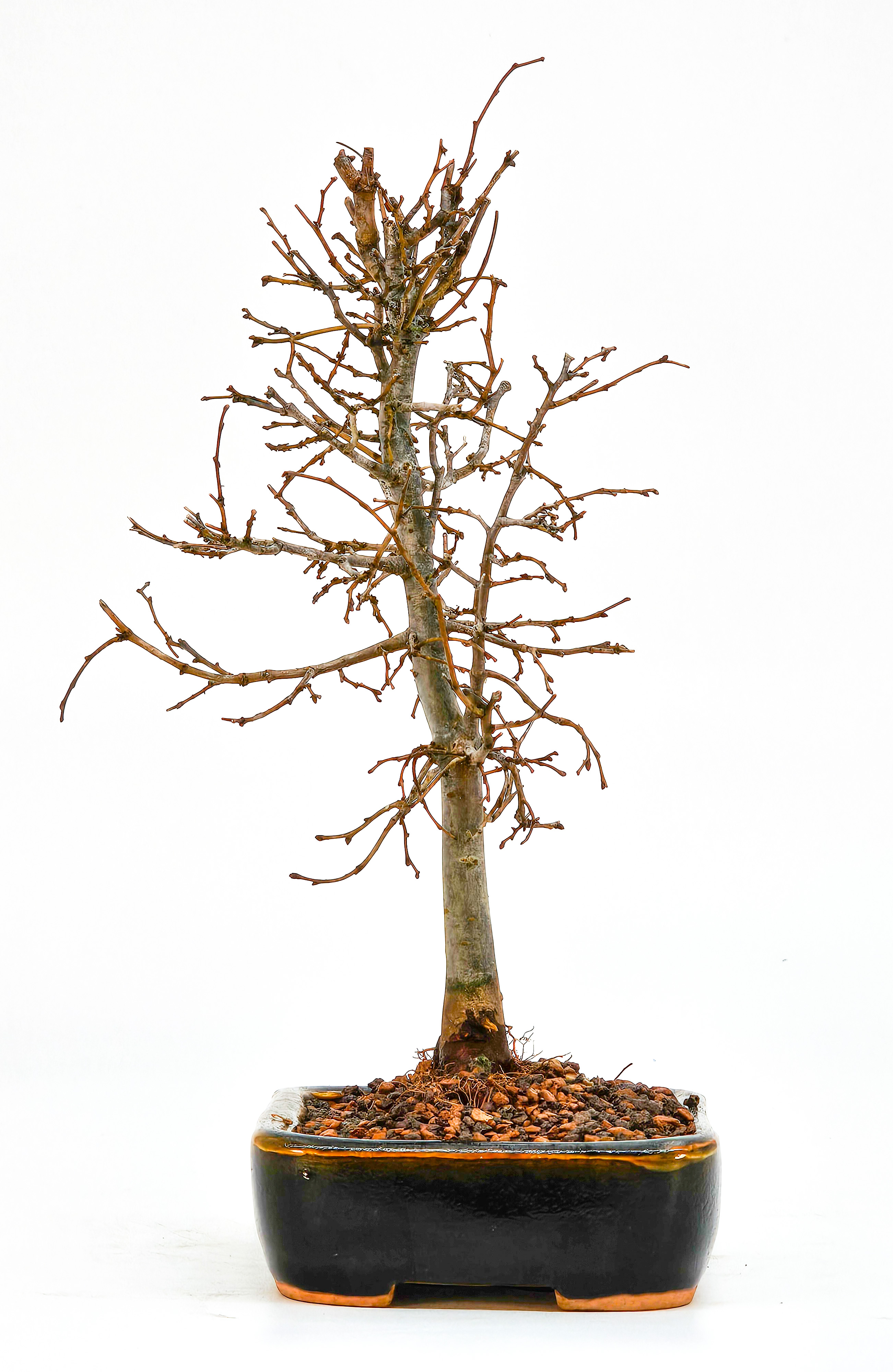 Bonsai Zelkova serrata Shohin 20cm  