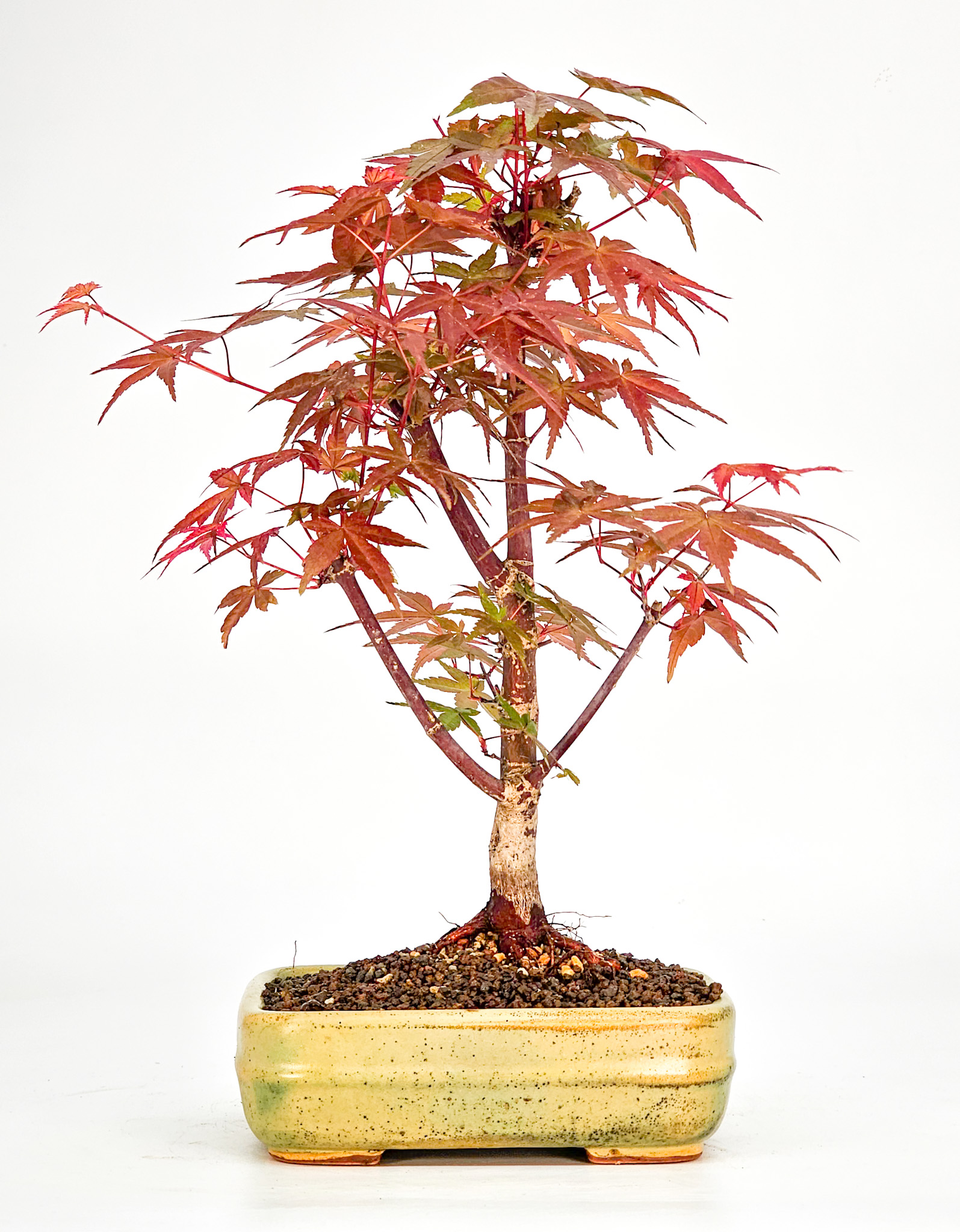 Bonsai Fächerahorn Acer palmatum Deshojo Shohin 21cm  