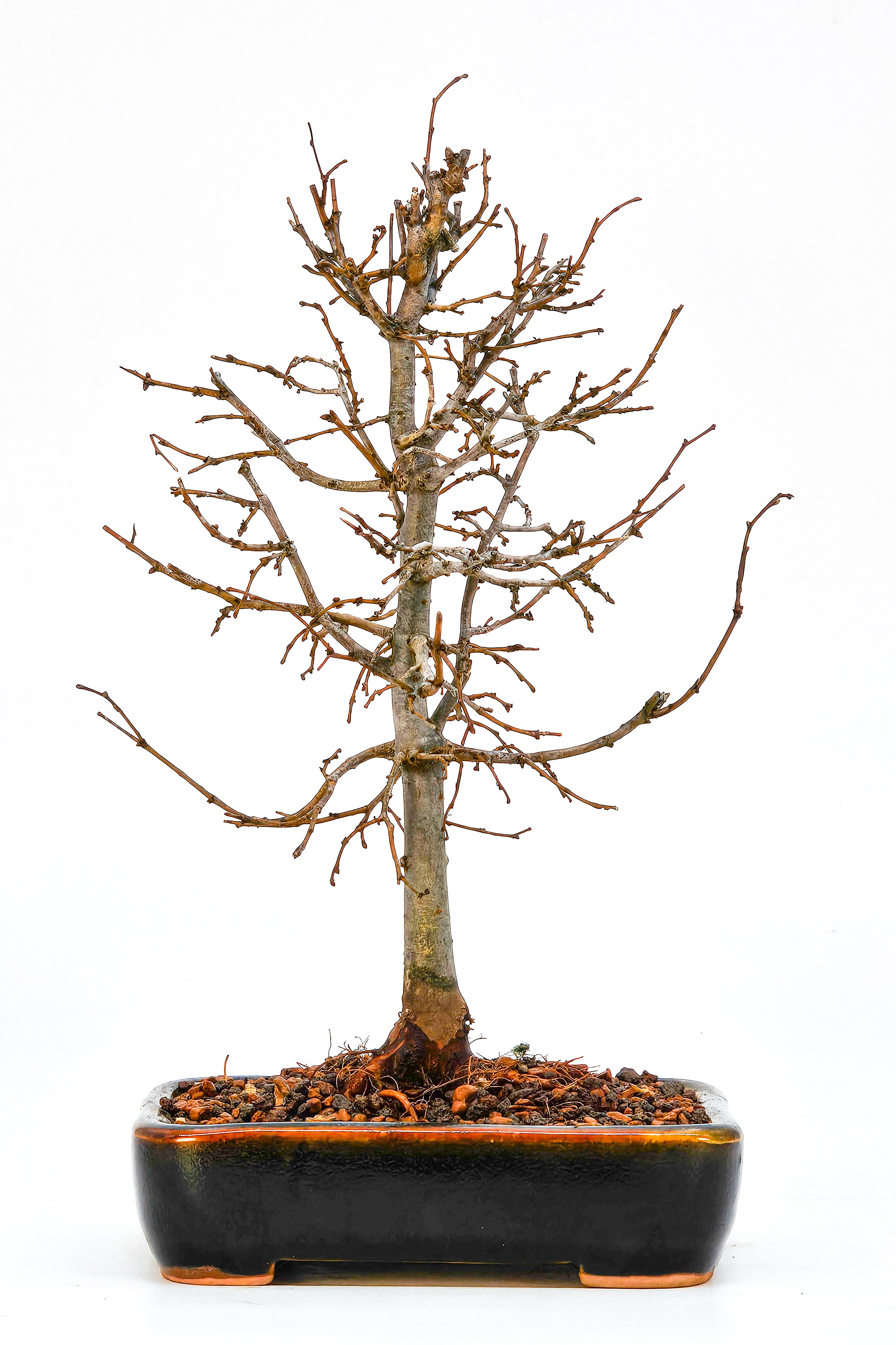 Bonsai Zelkova serrata Shohin 20cm  