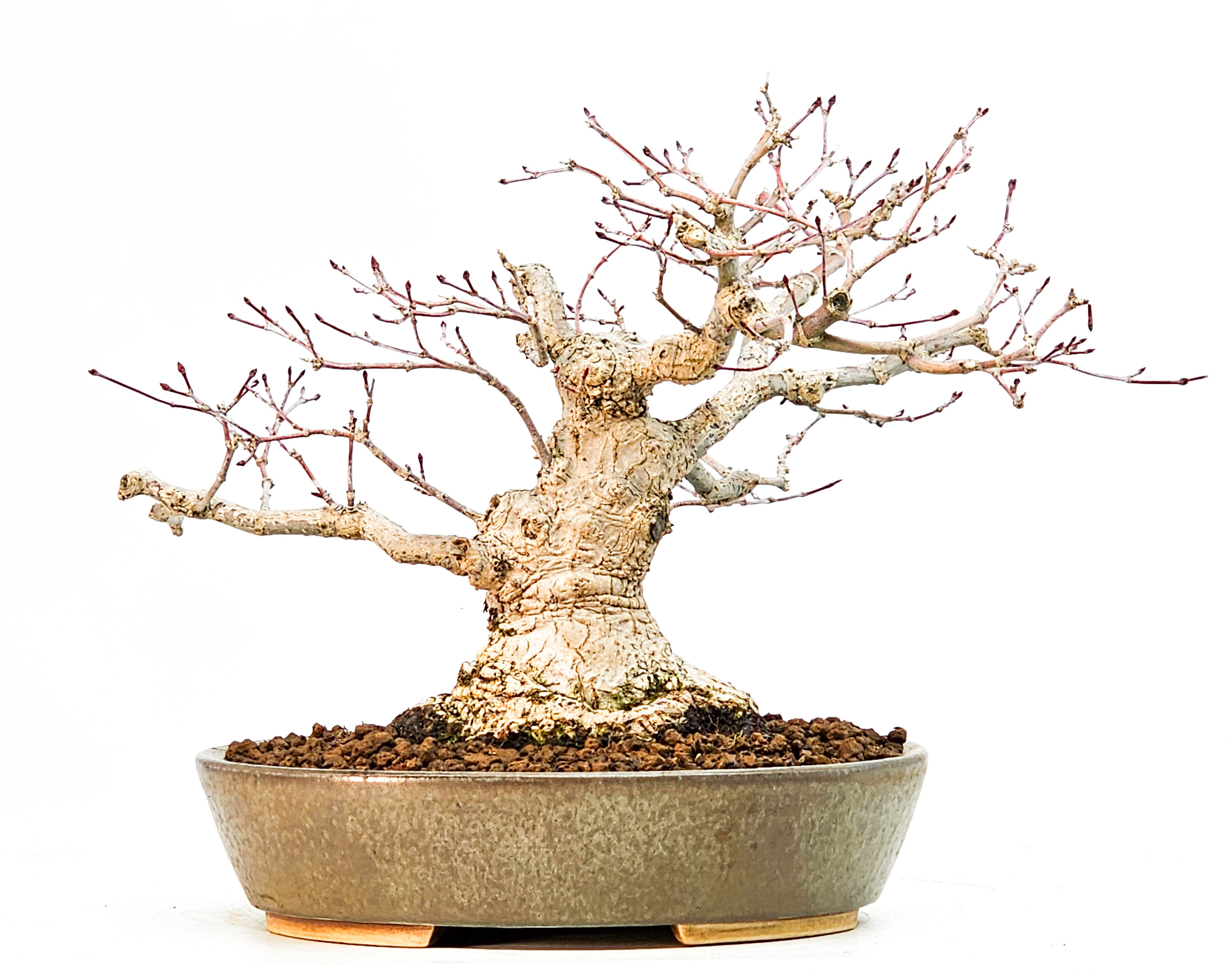 Bonsai Fächerahorn Acer palmatum Deshojo Shohin 17cm 