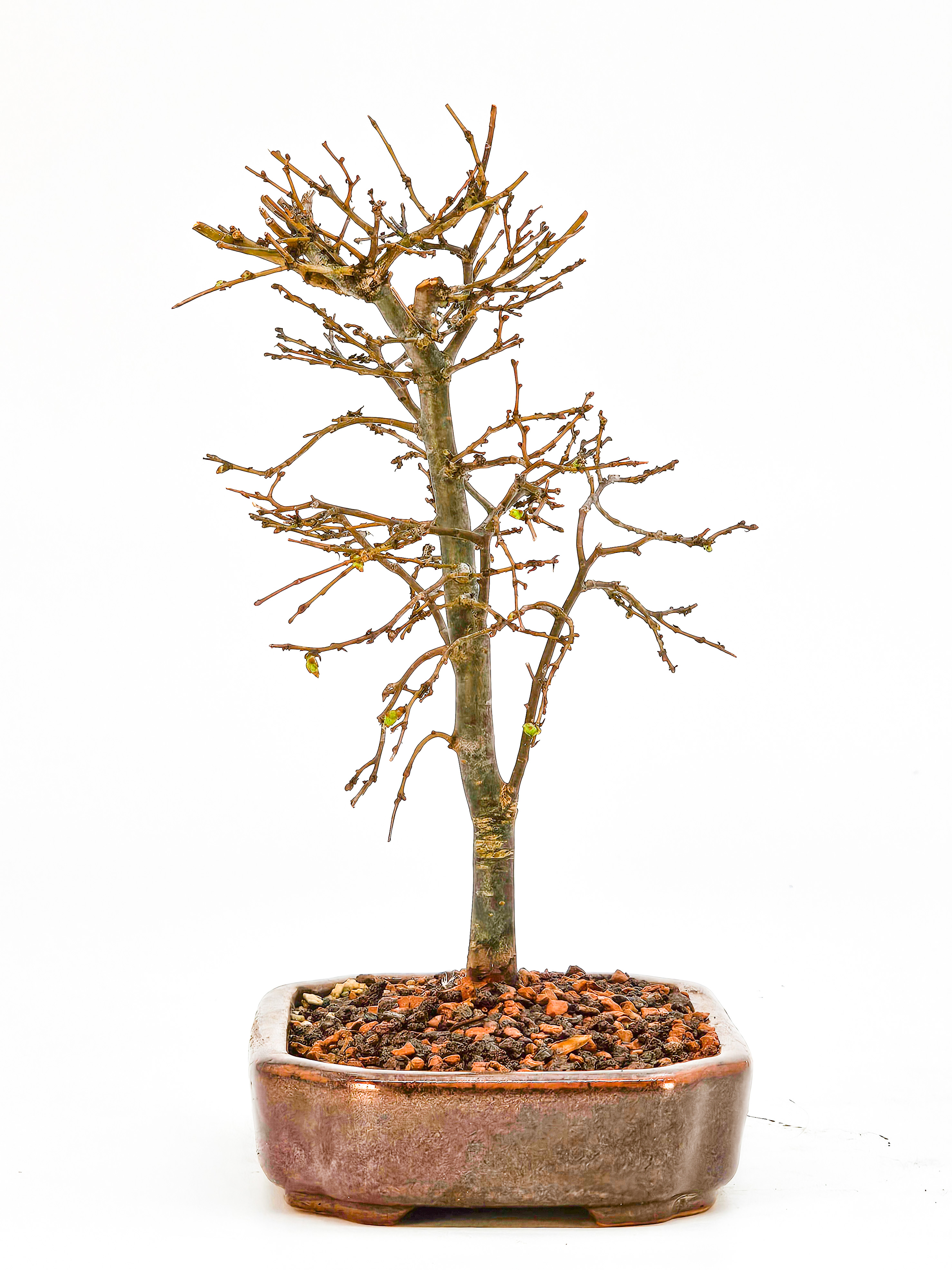 Bonsai Zelkova serrata Shohin 17cm  