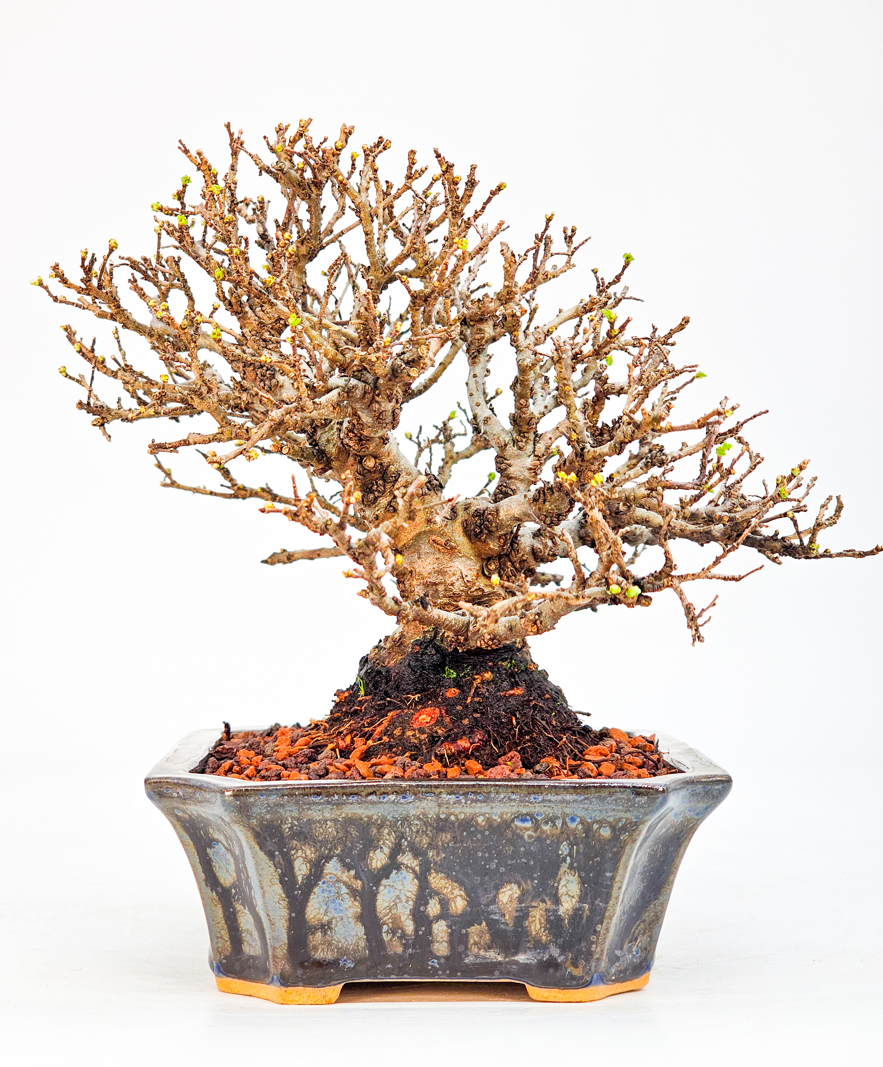 Bonsai Japanische Ulme - Ulmus parvifolia Shohin 12cm