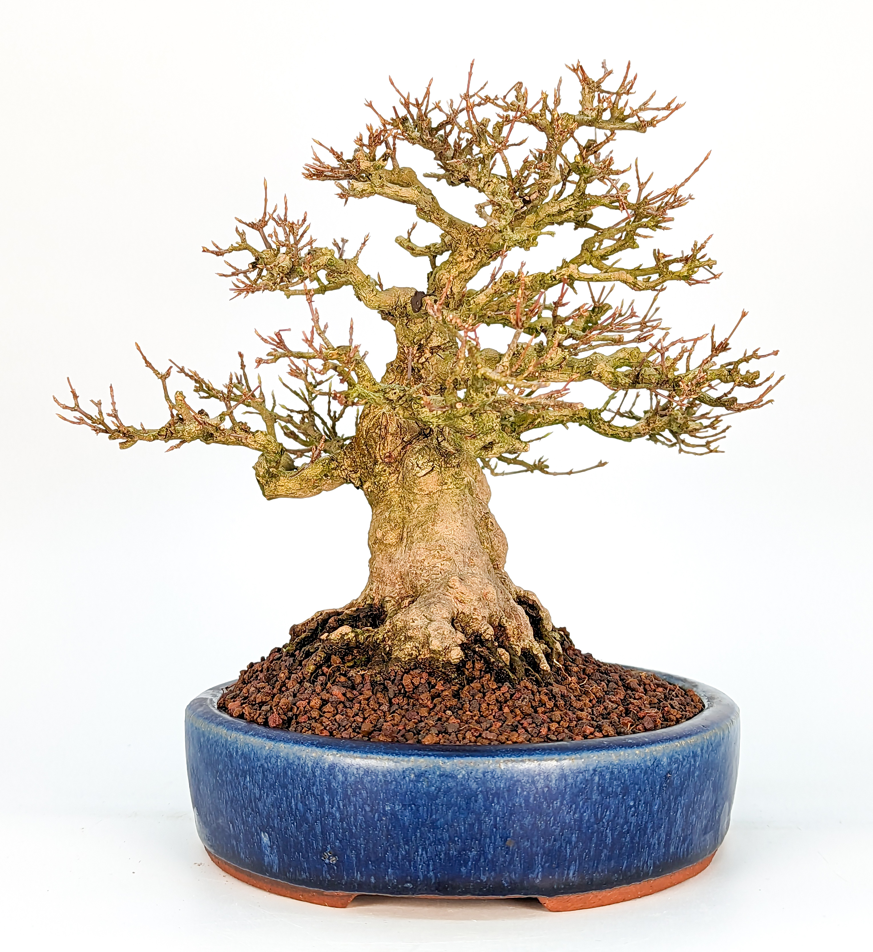 Bonsai Premium Dreispitzahorn - Acer buergerianum Shohin 19cm