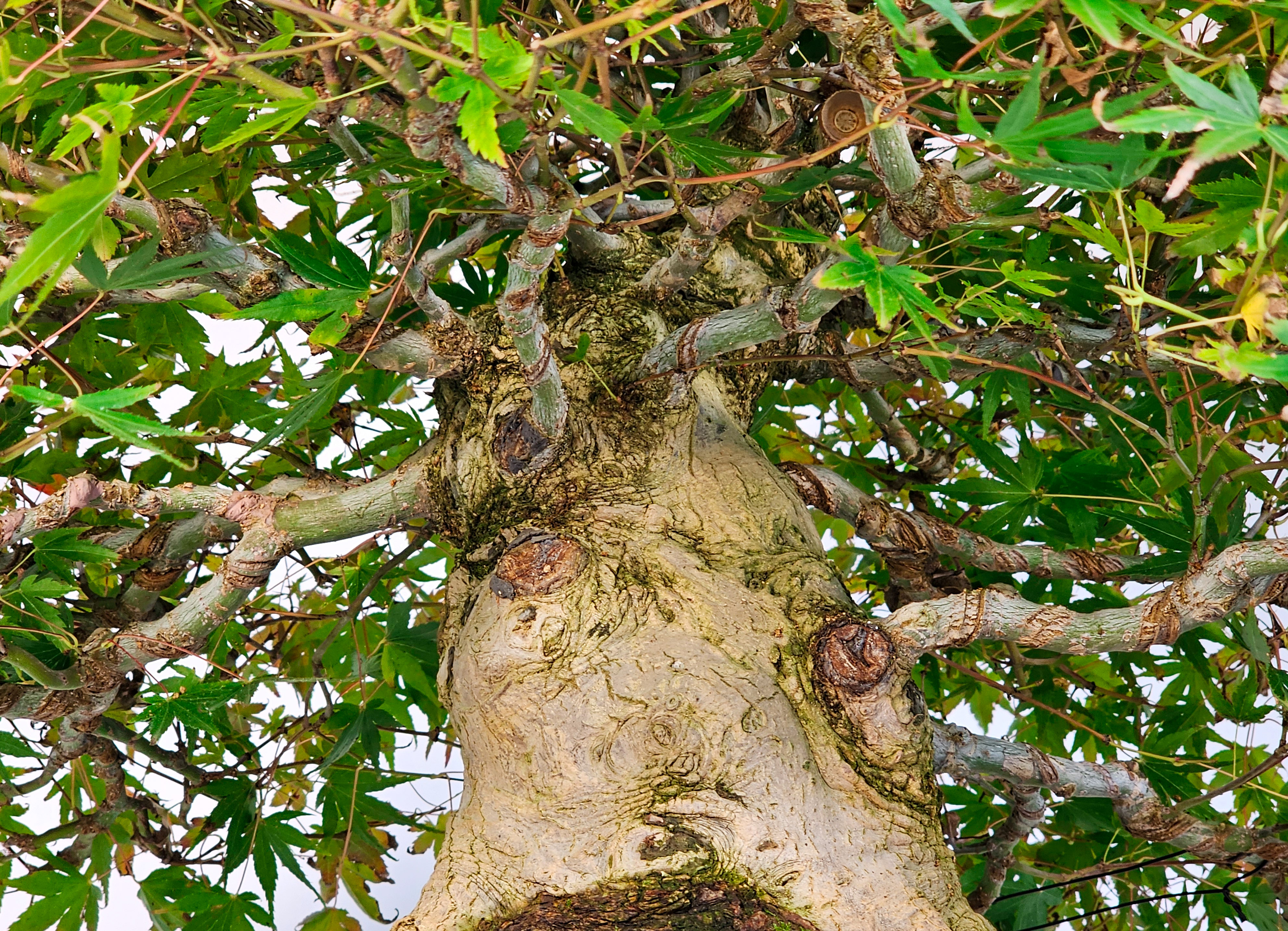 Bonsai Fächerahorn - Acer palmatum 51cm Video!