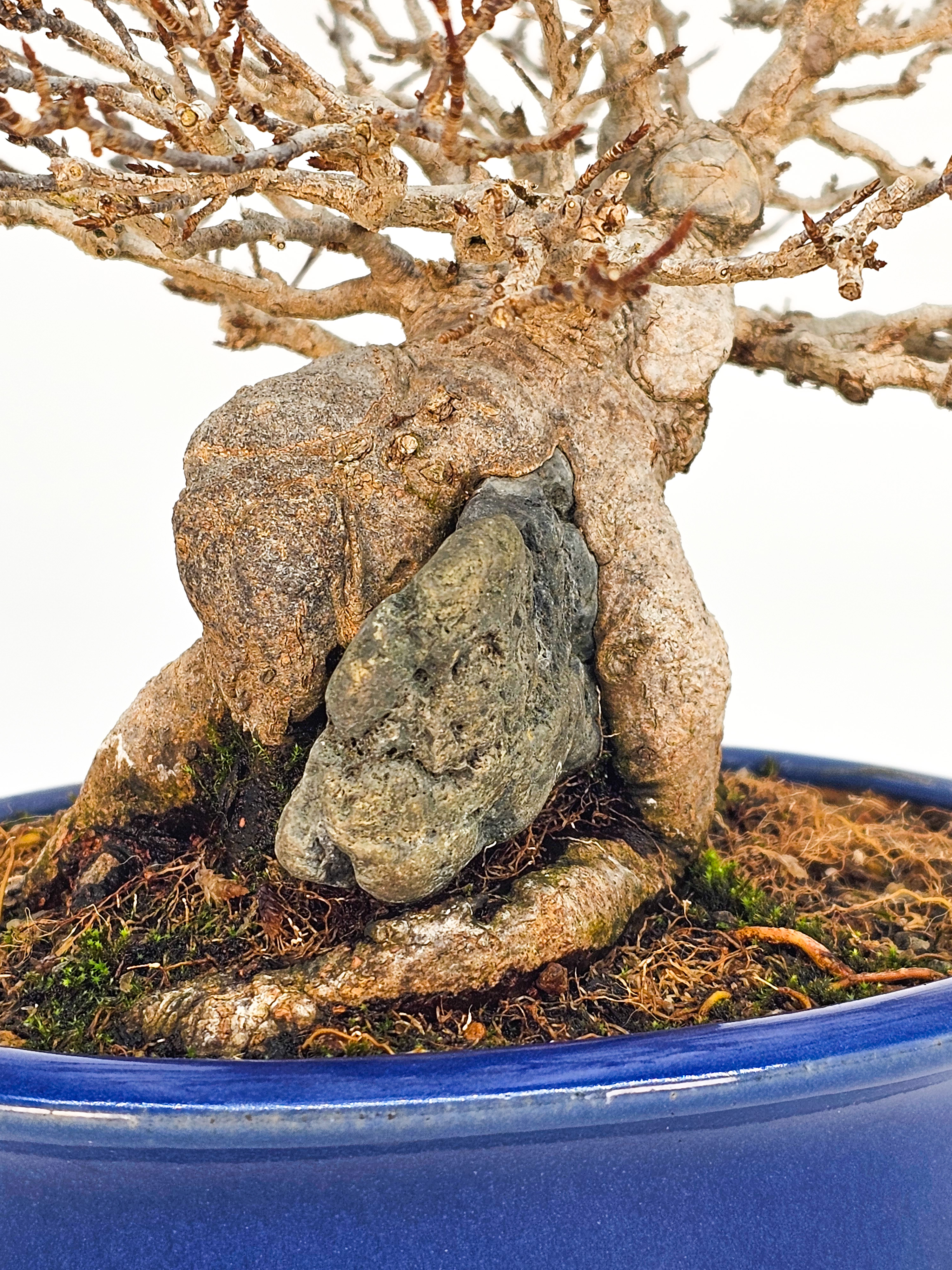 Bonsai Premium Dreispitzahorn - Acer buergerianum Ishizuki Shohin 14,5cm - Video  