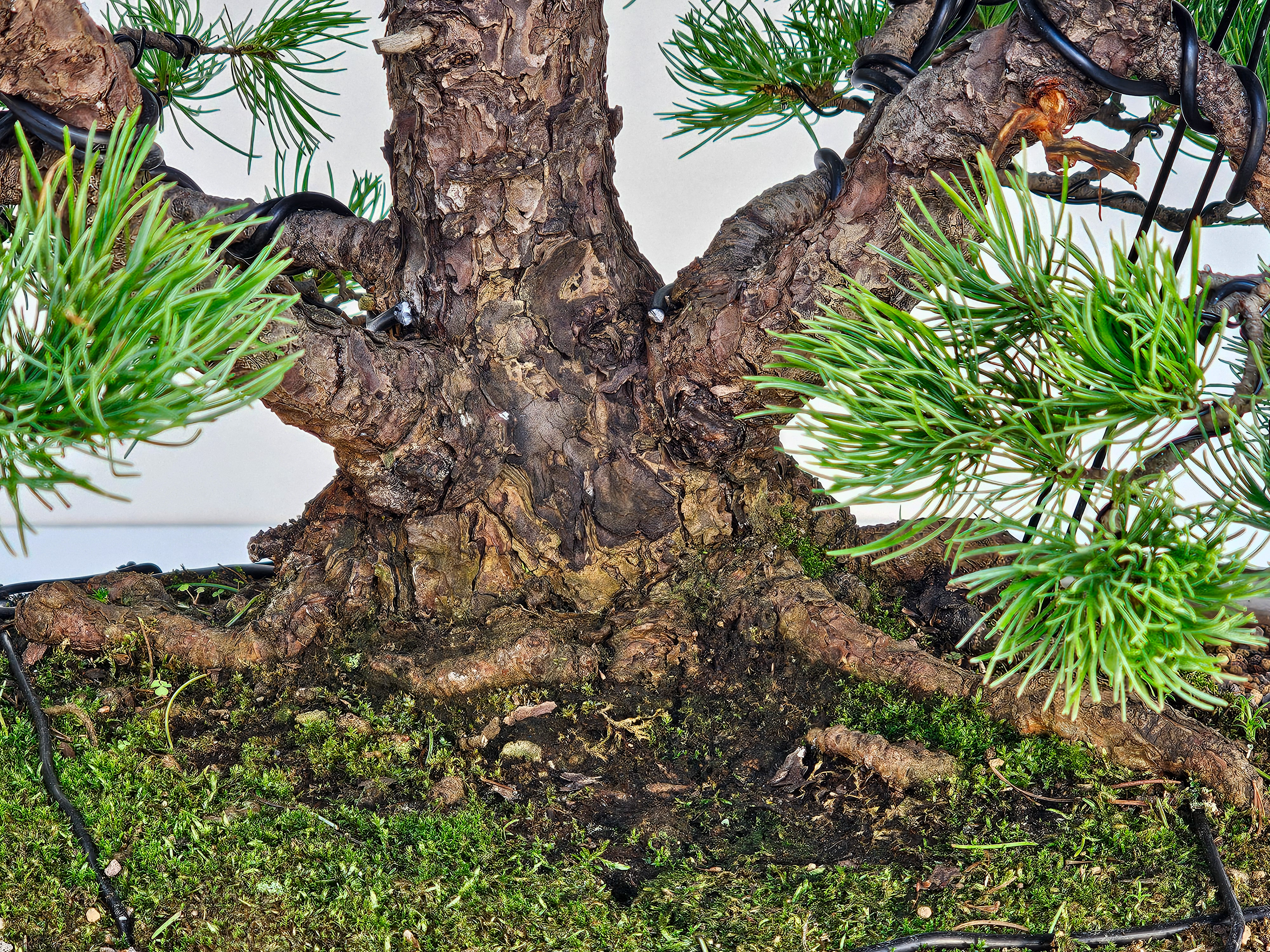 Bonsai Pinus parviflora Mädchenkiefer 76cm