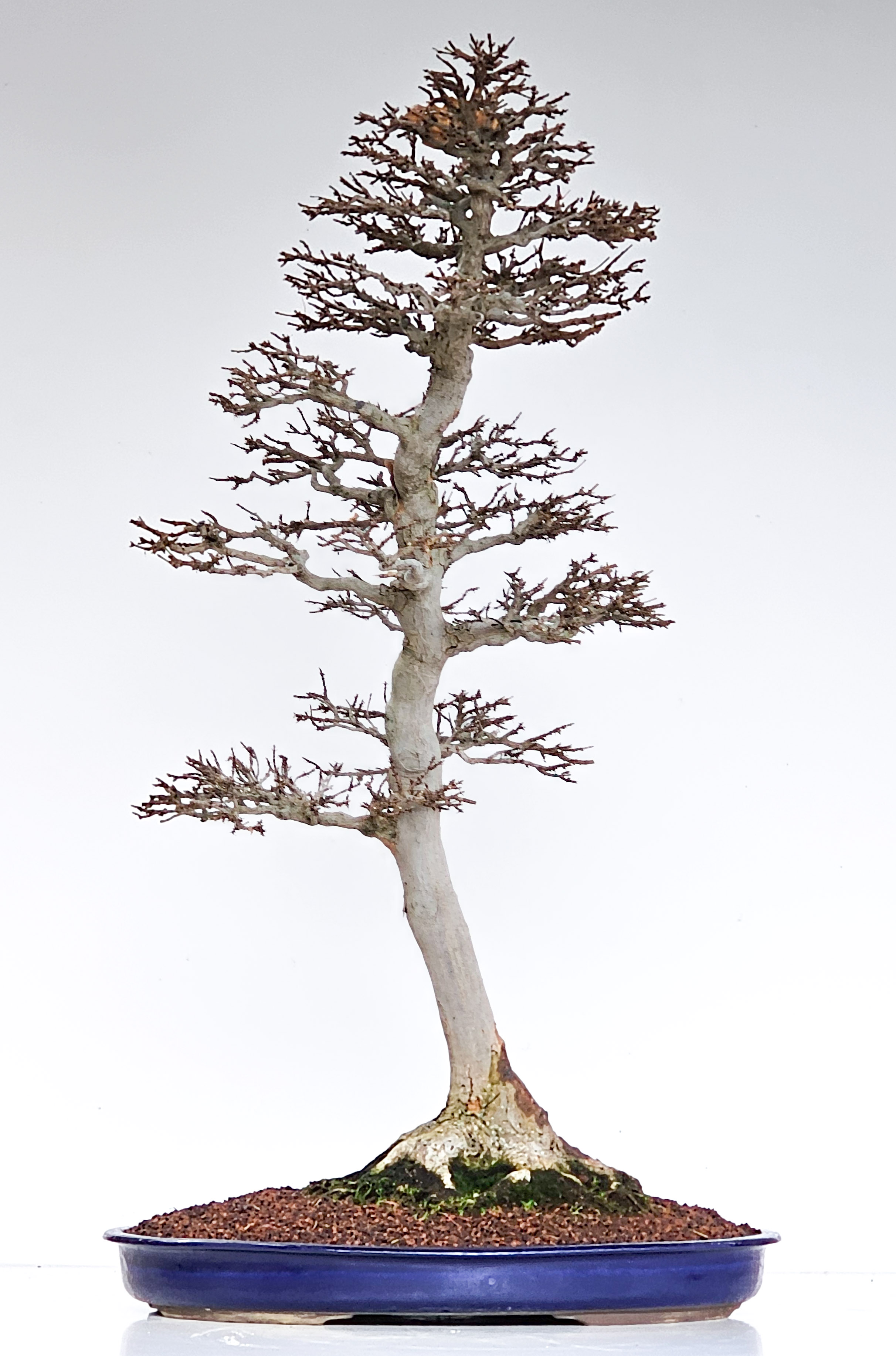 Bonsai Dreispitzahorn - Acer buergerianum 85cm - Video!!