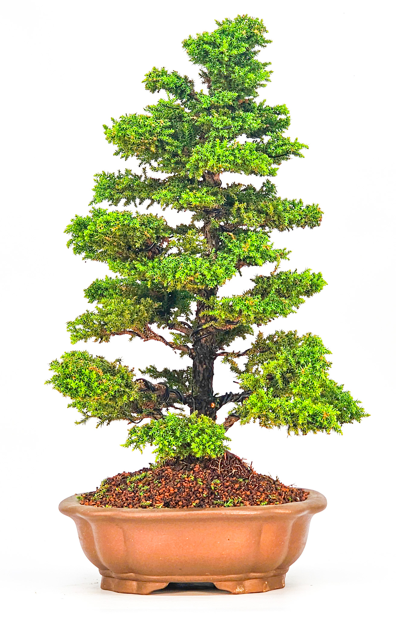 Bonsai Sicheltanne Cryptomeria Japonica 50cm