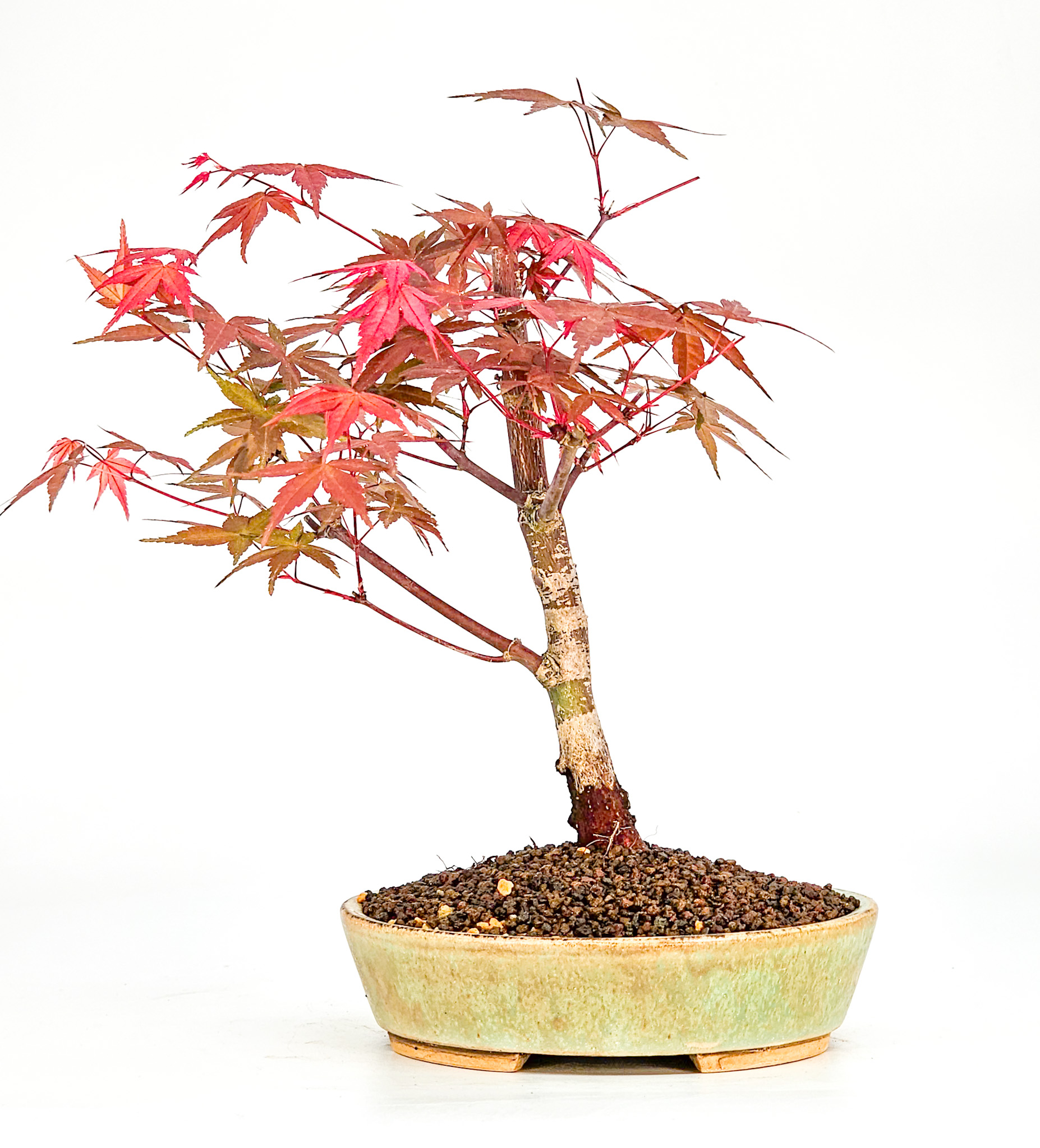 Bonsai Fächerahorn Acer palmatum Deshojo Shohin 18cm  