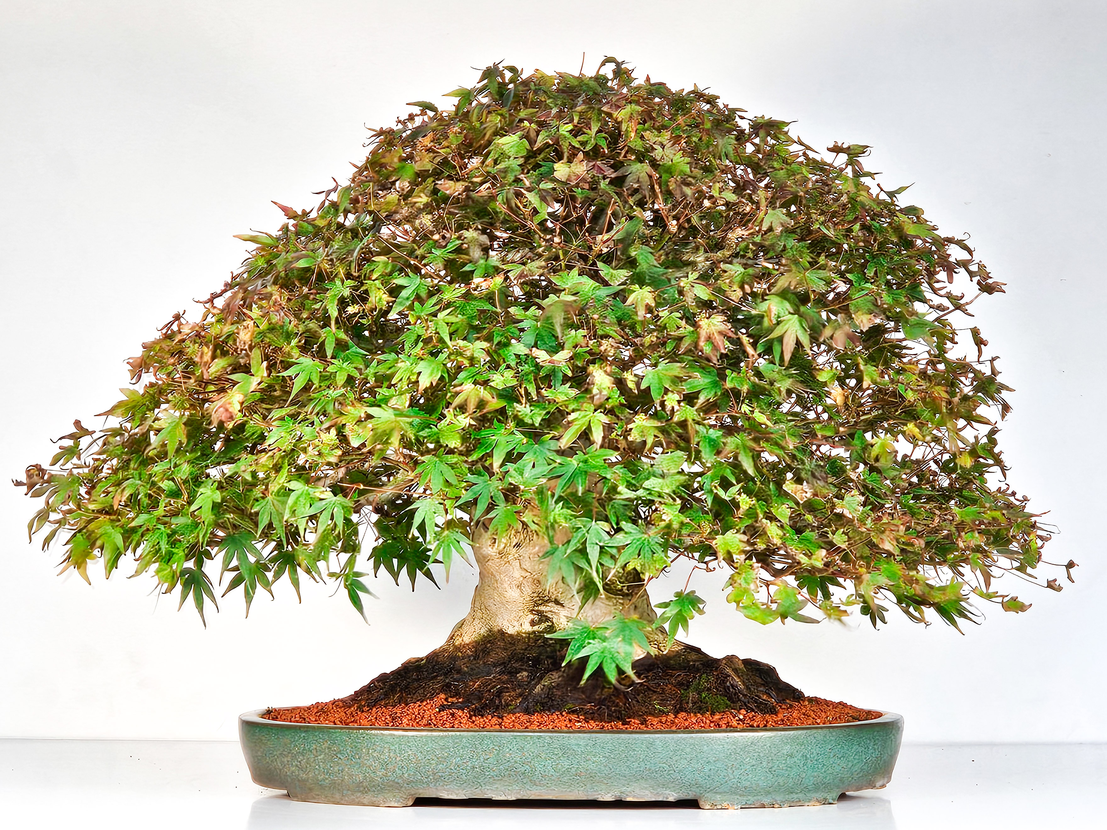 Bonsai Fächerahorn - Acer palmatum 51cm Video!