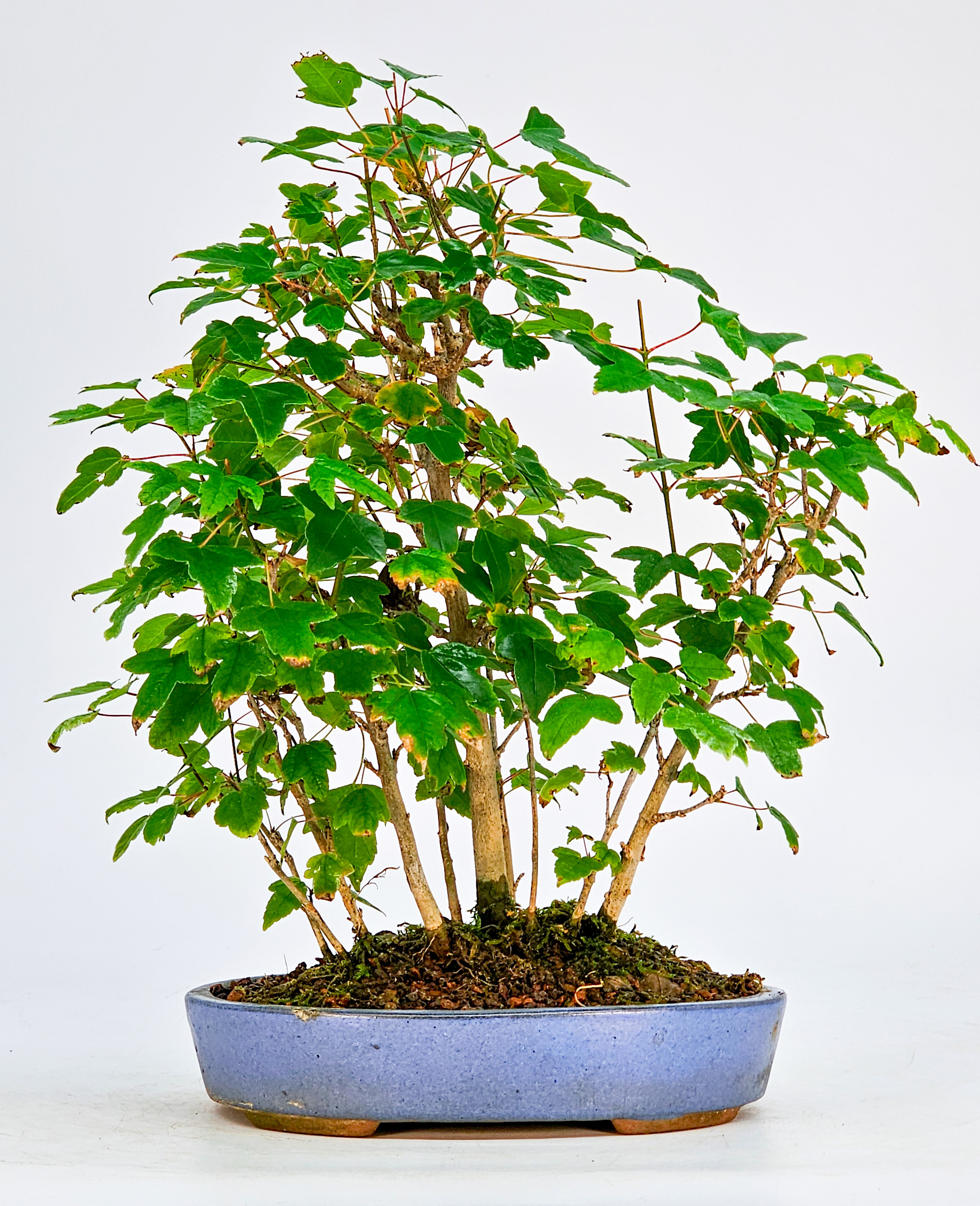 Bonsai Dreispitzahorn - Acer buergerianum Shohin Wald 21cm 