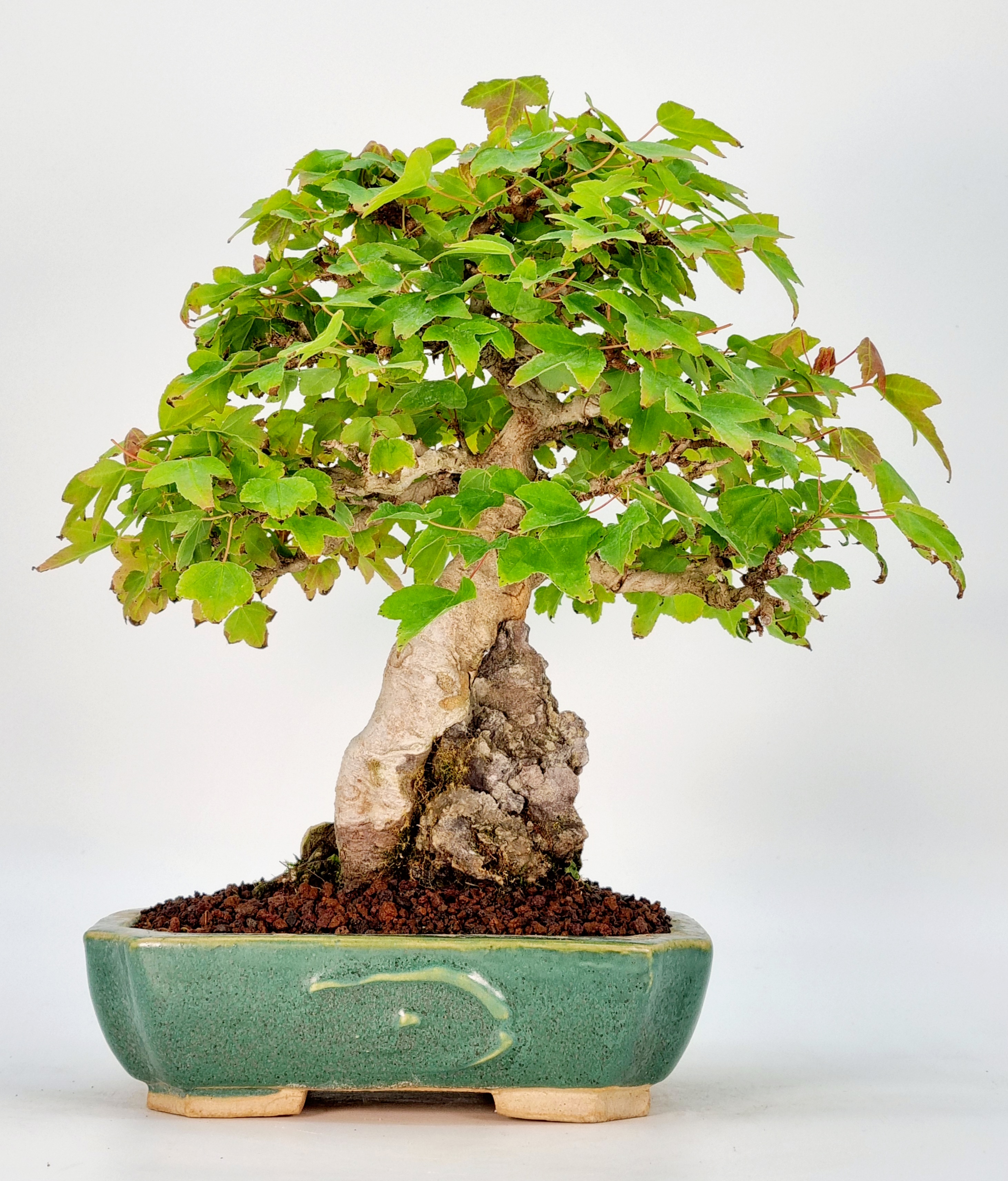 Bonsai Dreispitzahorn Acer Buergerianum Shohin 22 cm