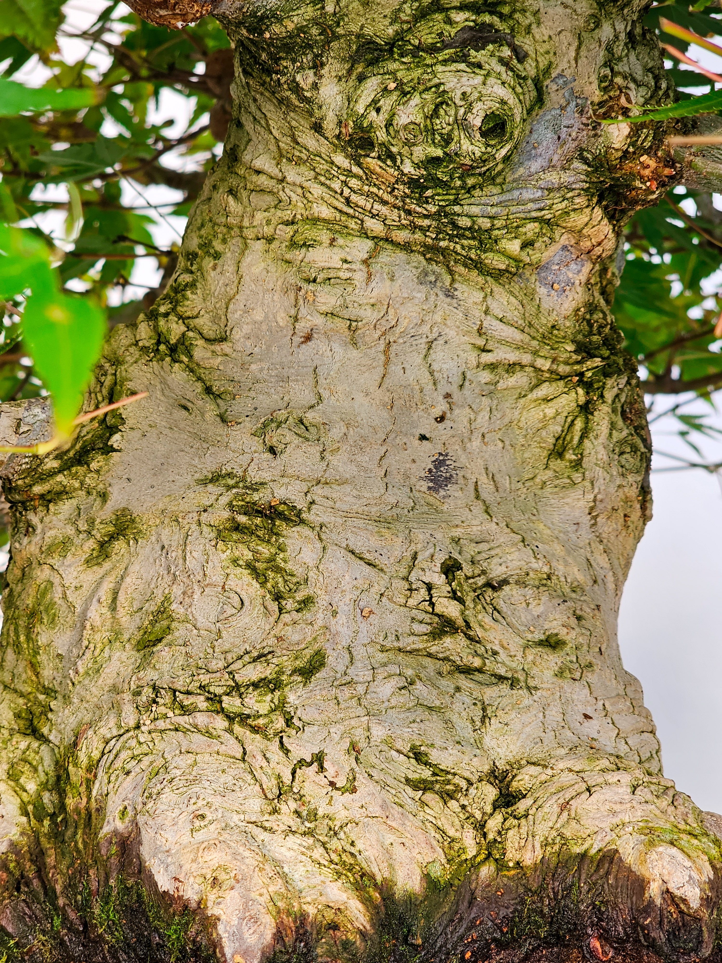 Bonsai Fächerahorn - Acer palmatum 51cm Video!