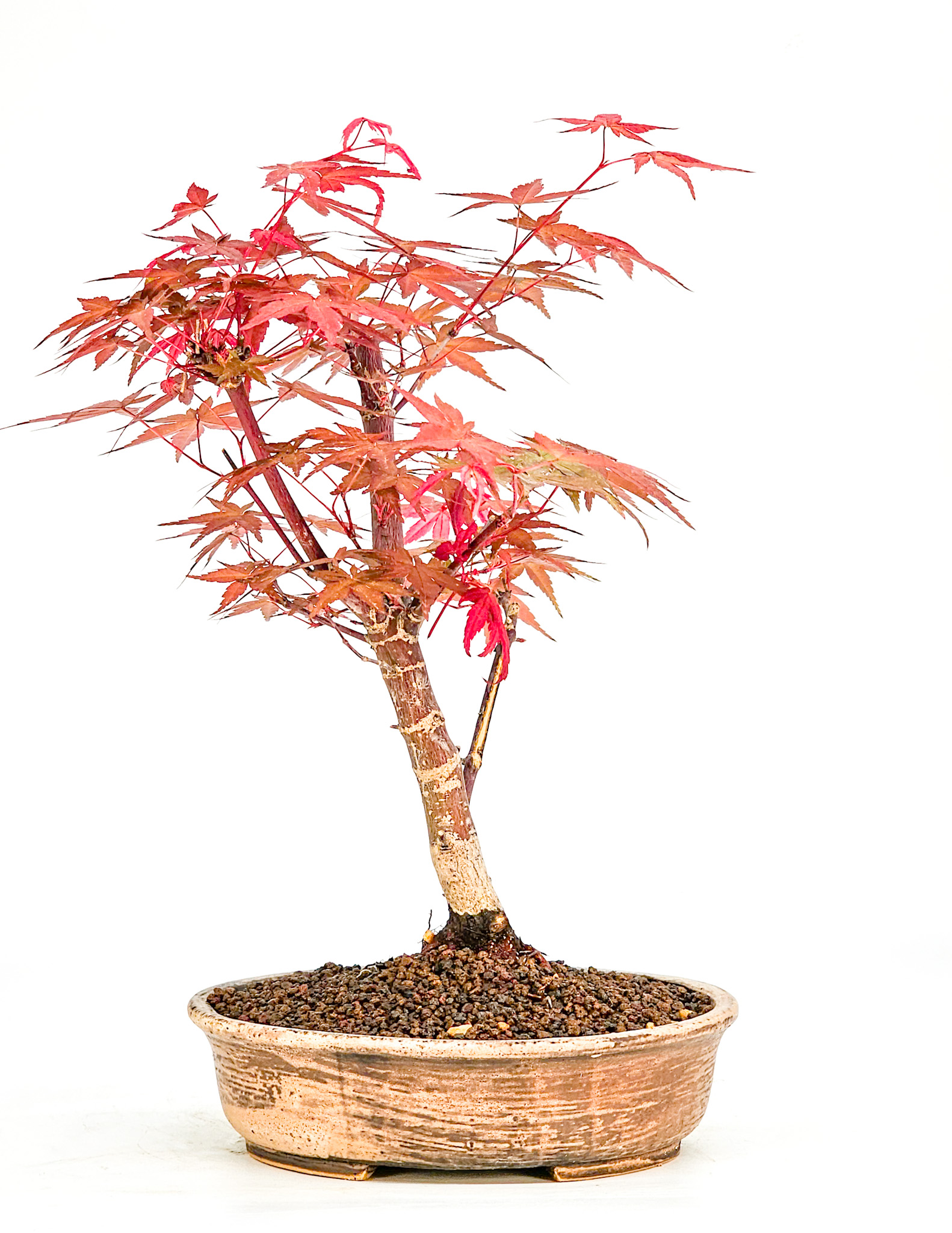 Bonsai Fächerahorn Acer palmatum Deshojo Shohin 19cm 