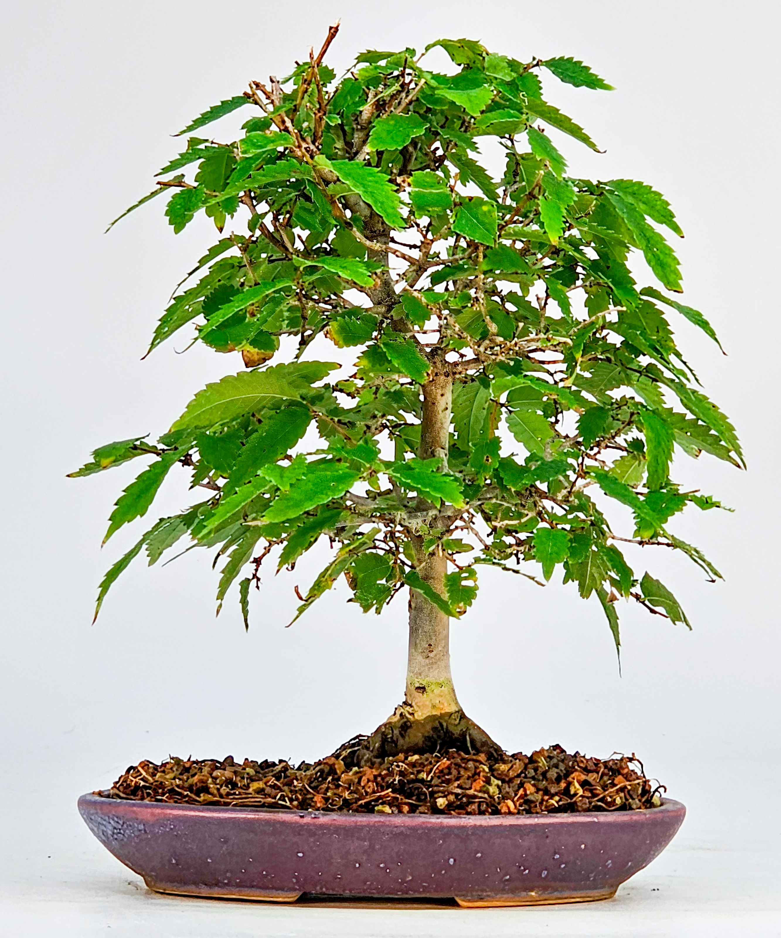 Bonsai Zelkova serrata Shohin 19cm