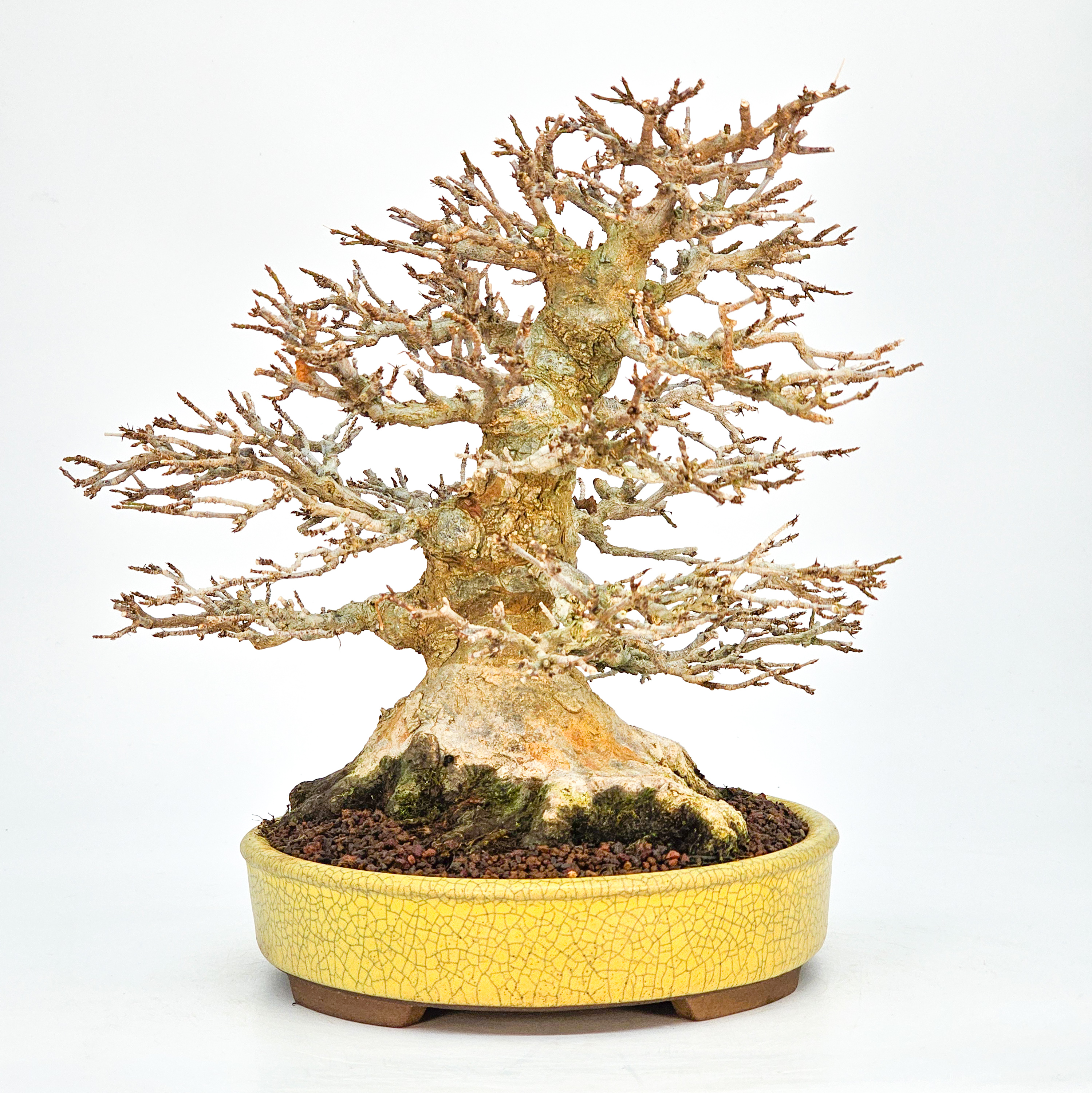 Bonsai Premium Dreispitzahorn - Acer buergerianum Shohin 25cm