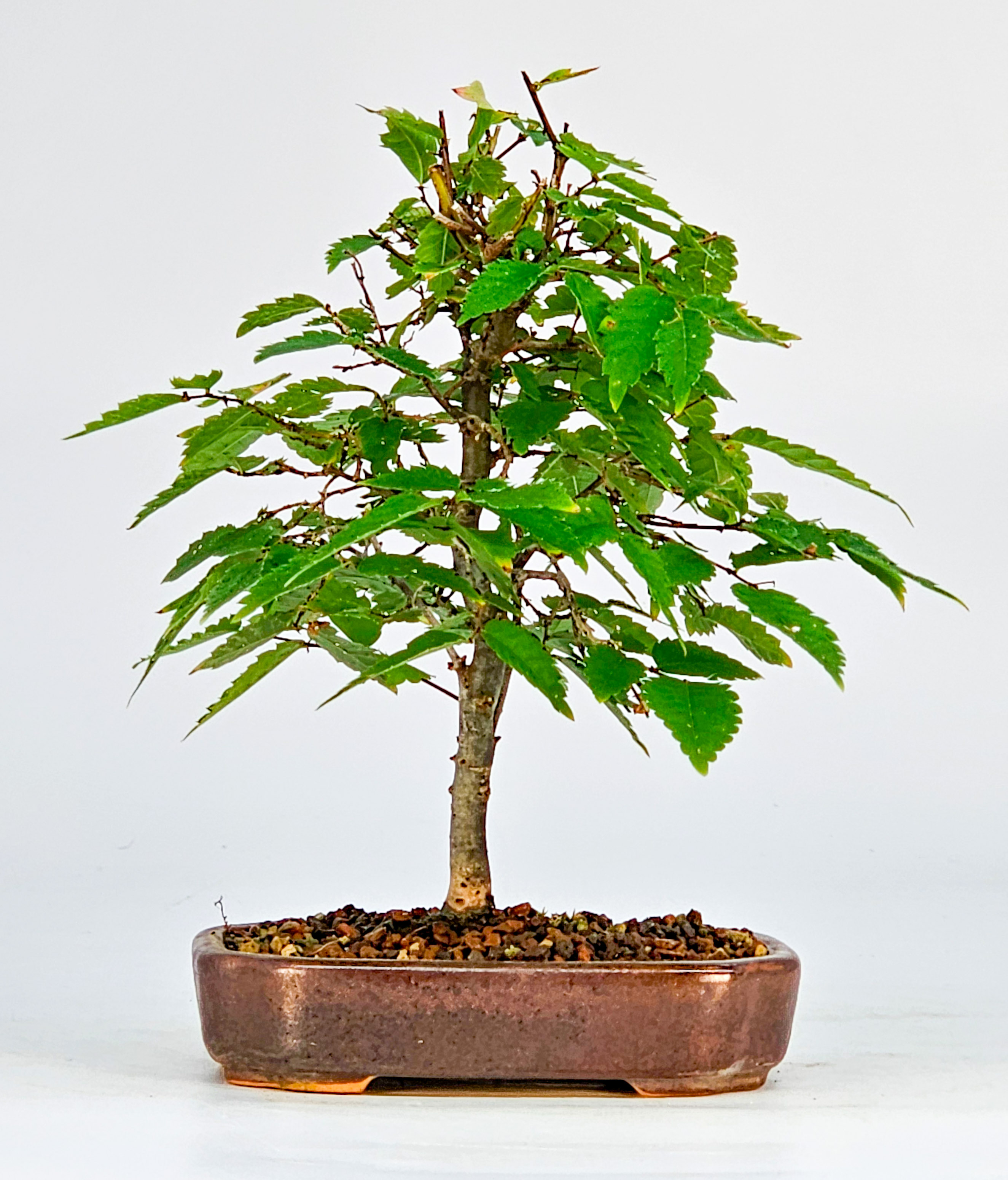 Bonsai Zelkova serrata Shohin 17cm  