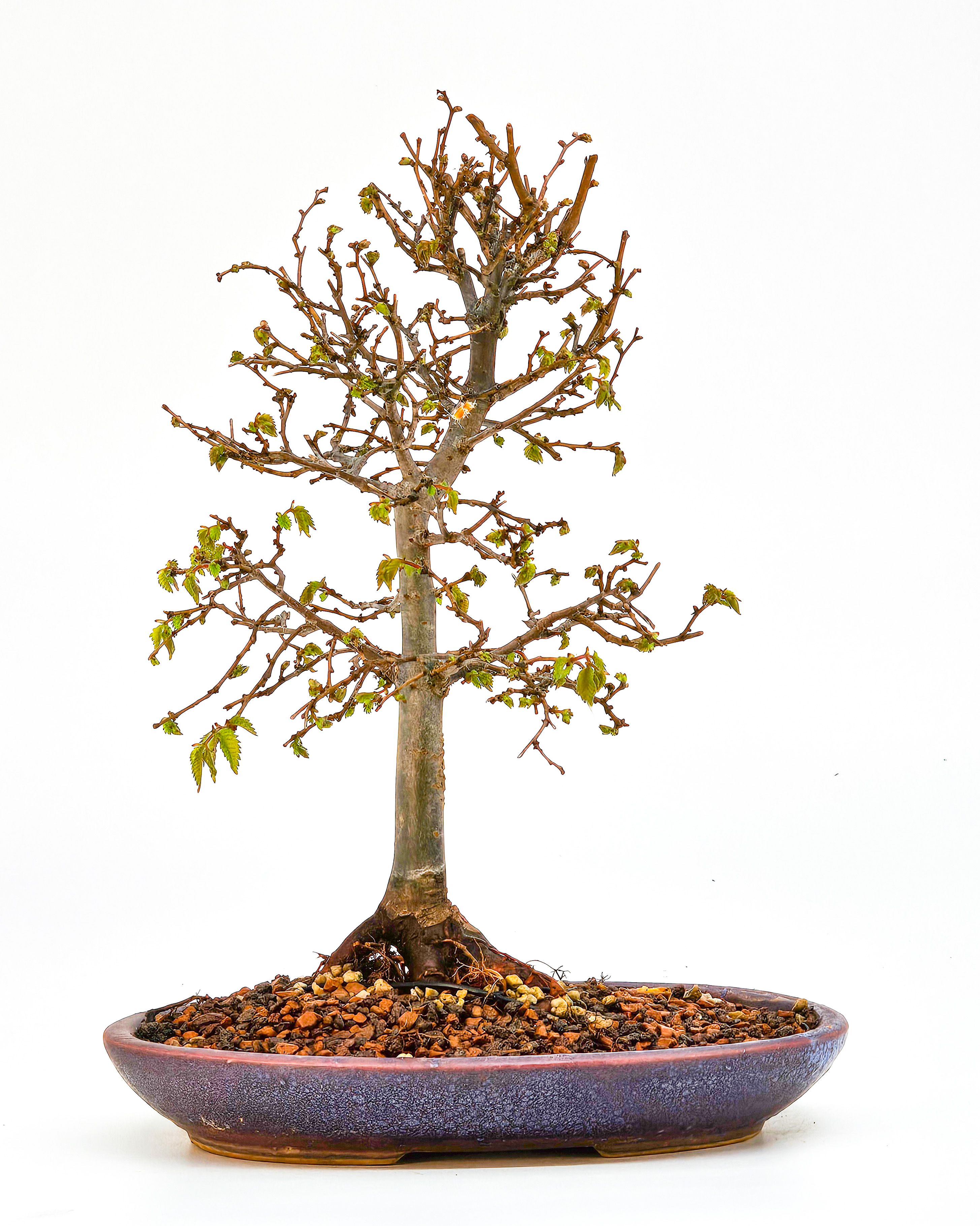 Bonsai Zelkova serrata Shohin 19cm