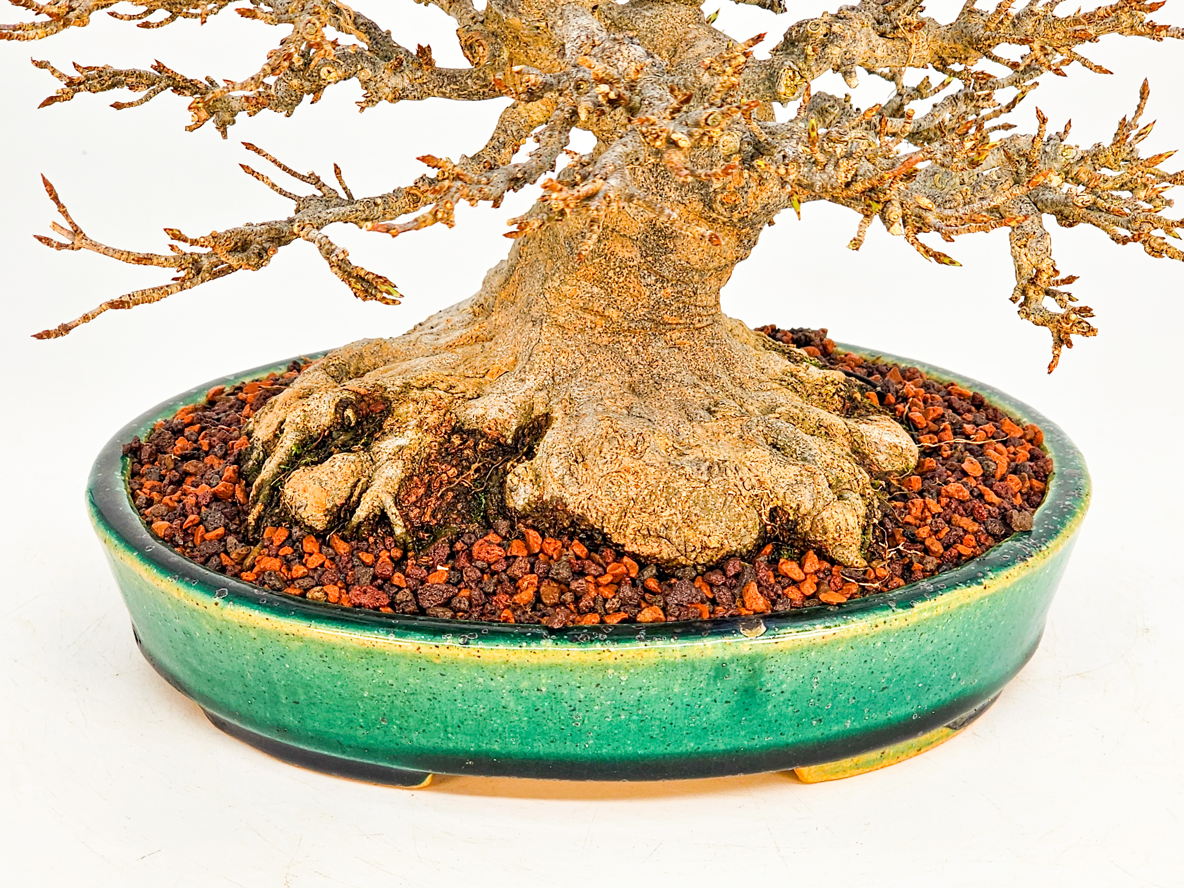 Bonsai Premium Dreispitzahorn - Acer buergerianum Shohin 19cm - Video  