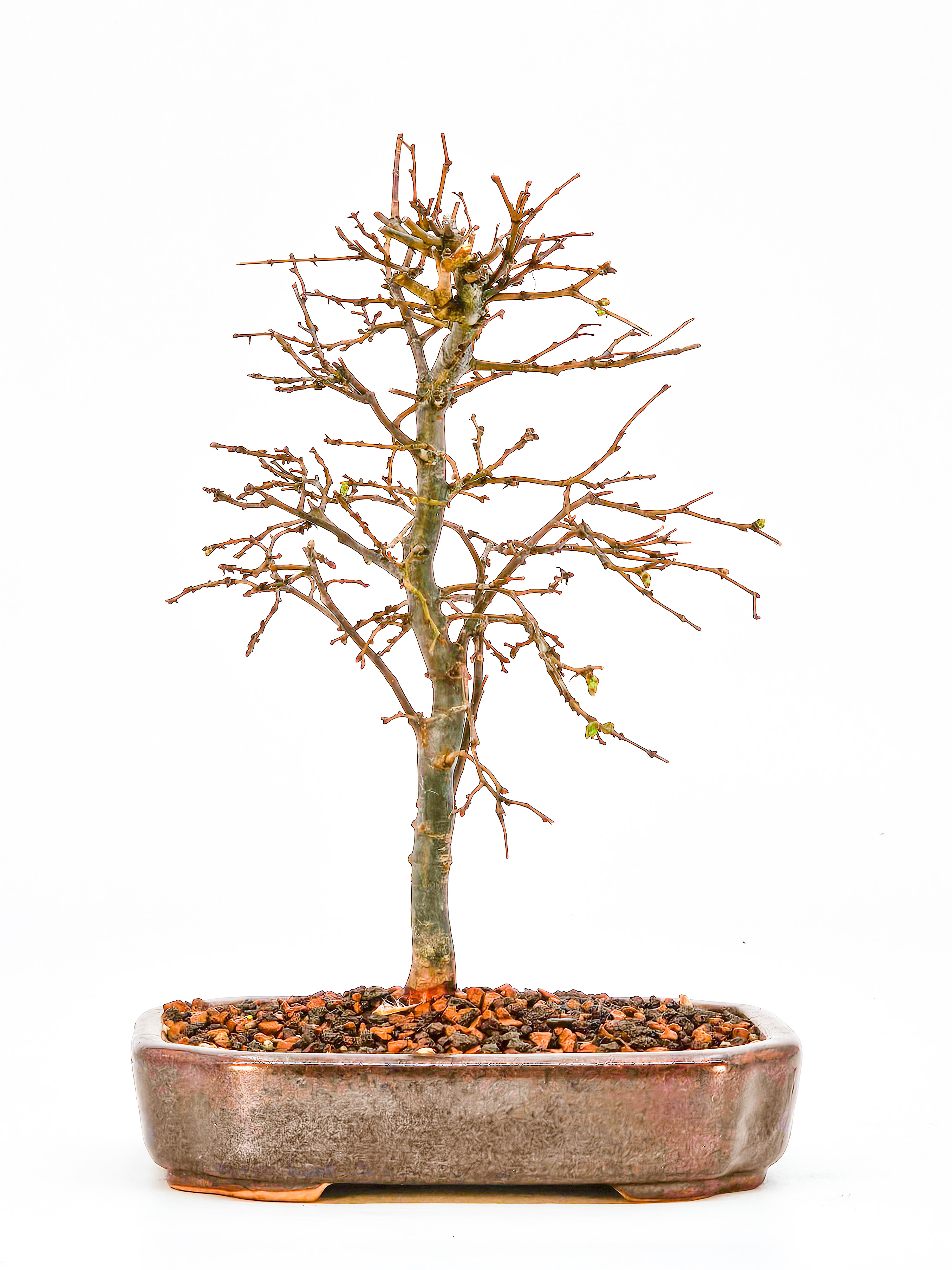 Bonsai Zelkova serrata Shohin 17cm  