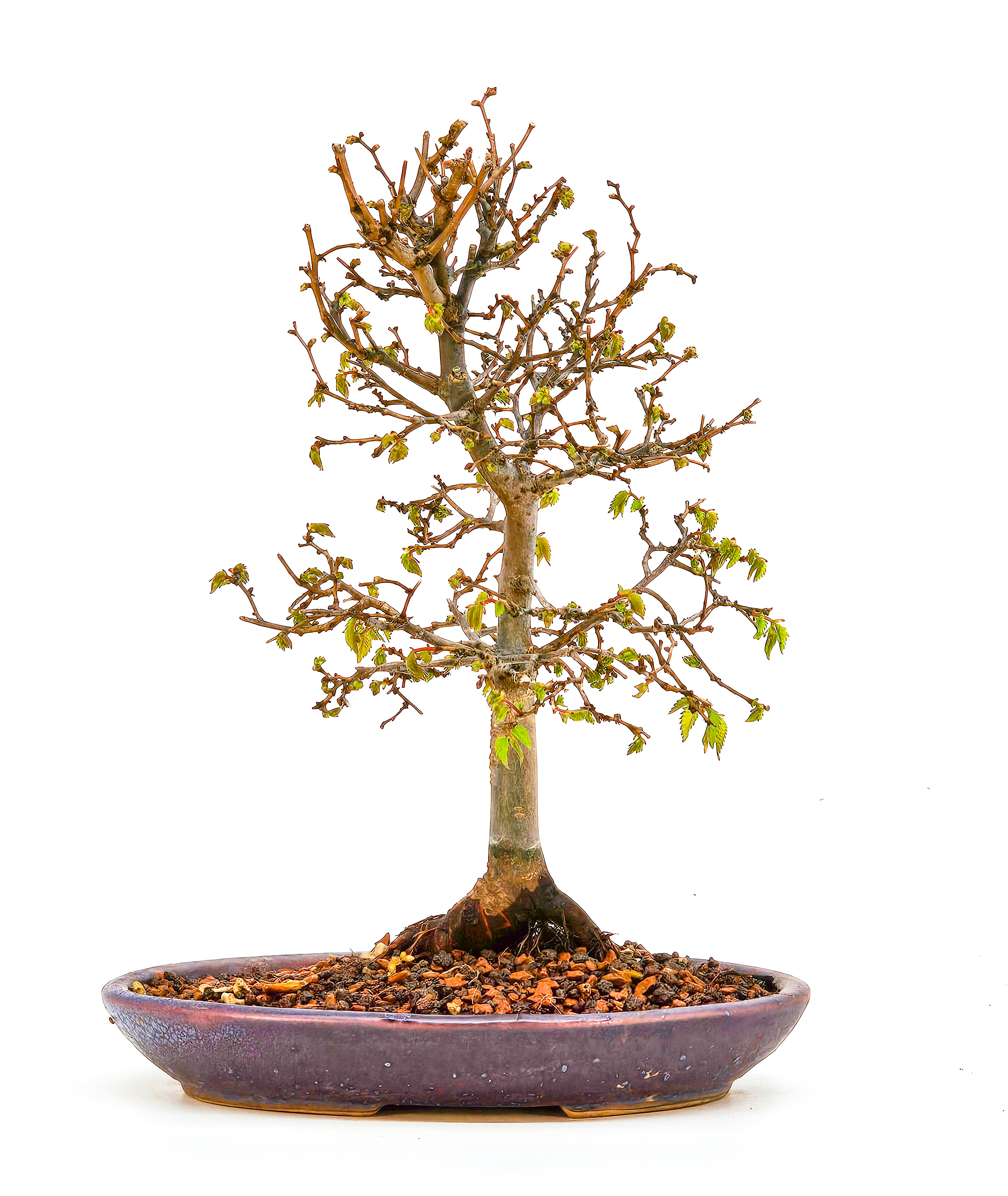 Bonsai Zelkova serrata Shohin 19cm