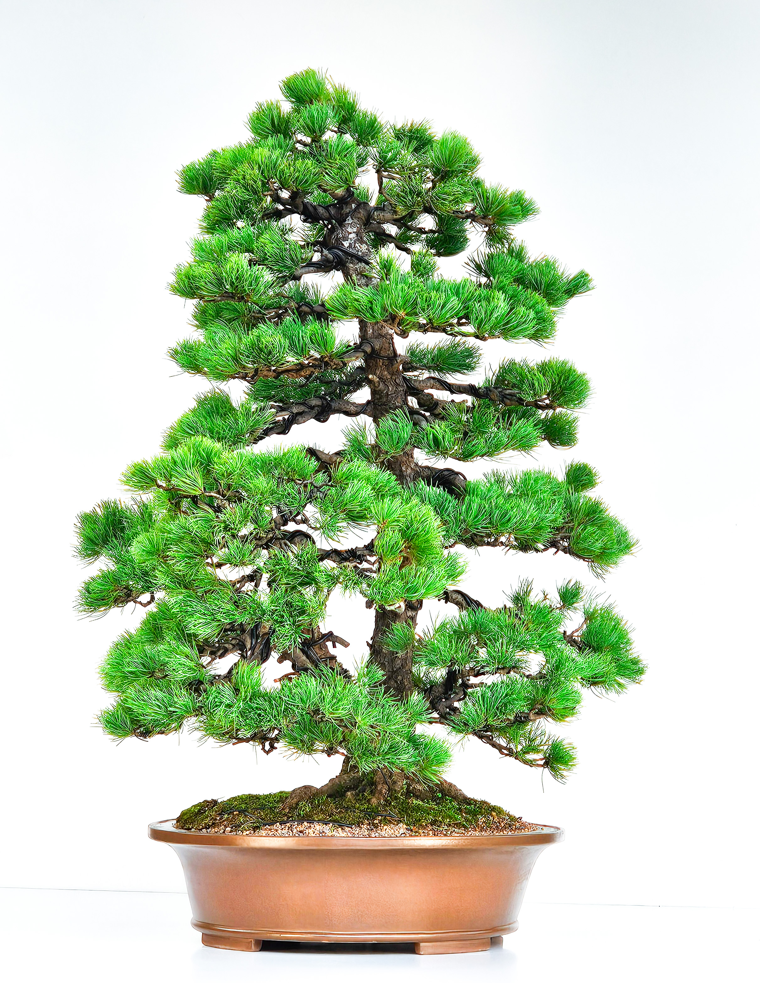 Bonsai Pinus parviflora Mädchenkiefer 76cm