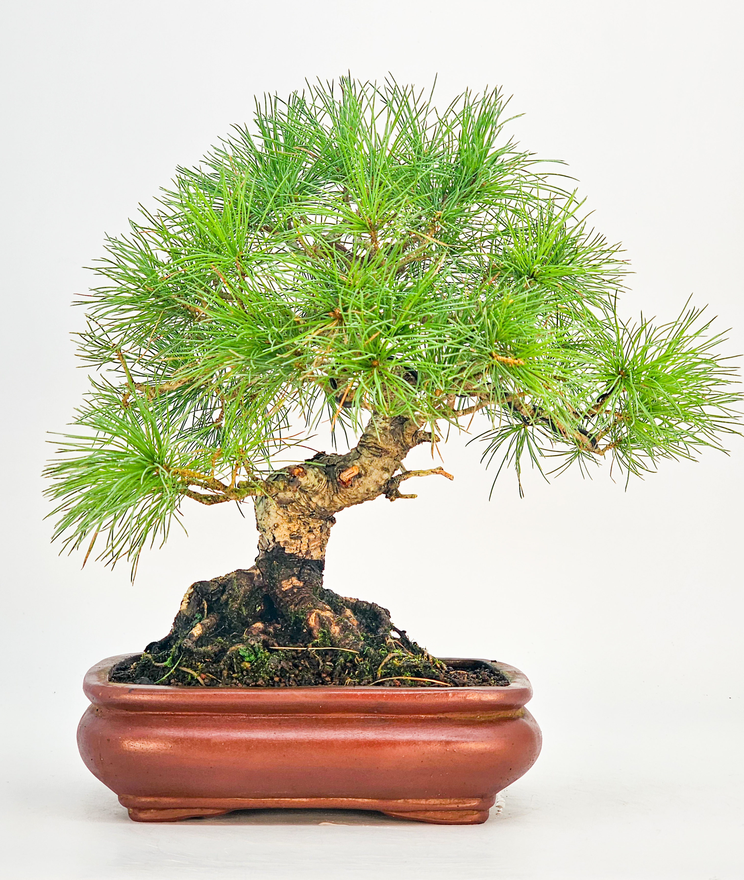 Bonsai Pinus parviflora Mädchenkiefer 25cm