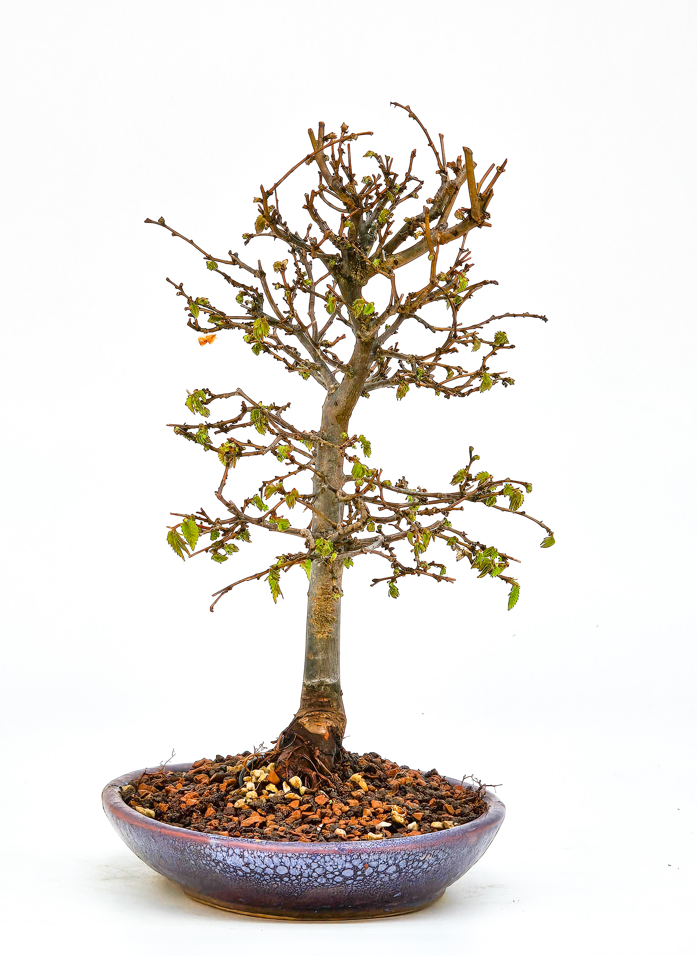 Bonsai Zelkova serrata Shohin 19cm