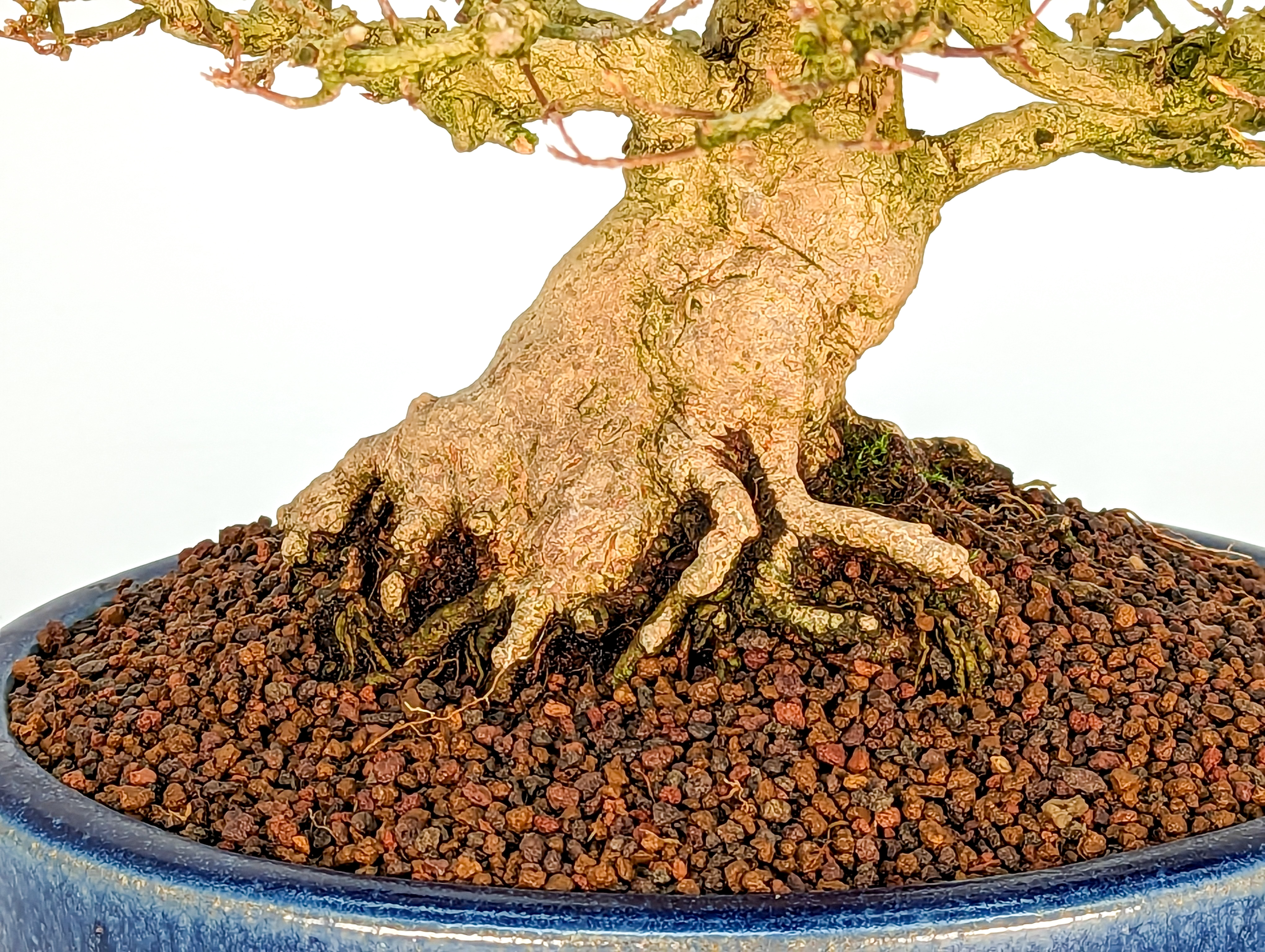 Bonsai Premium Dreispitzahorn - Acer buergerianum Shohin 19cm