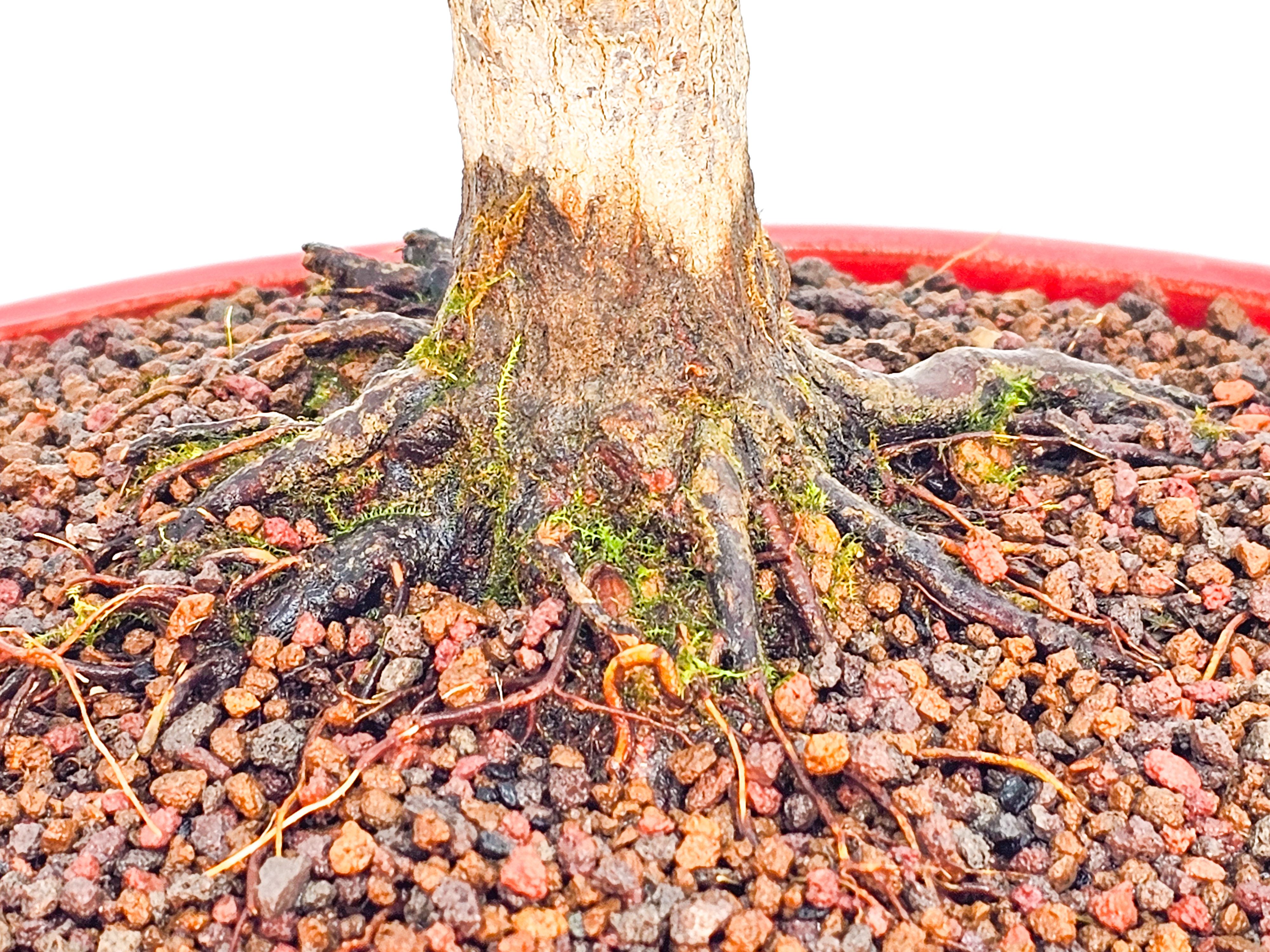 Bonsai Fächerahorn Acer Palmatum Shohin, schönes Nebari 16cm