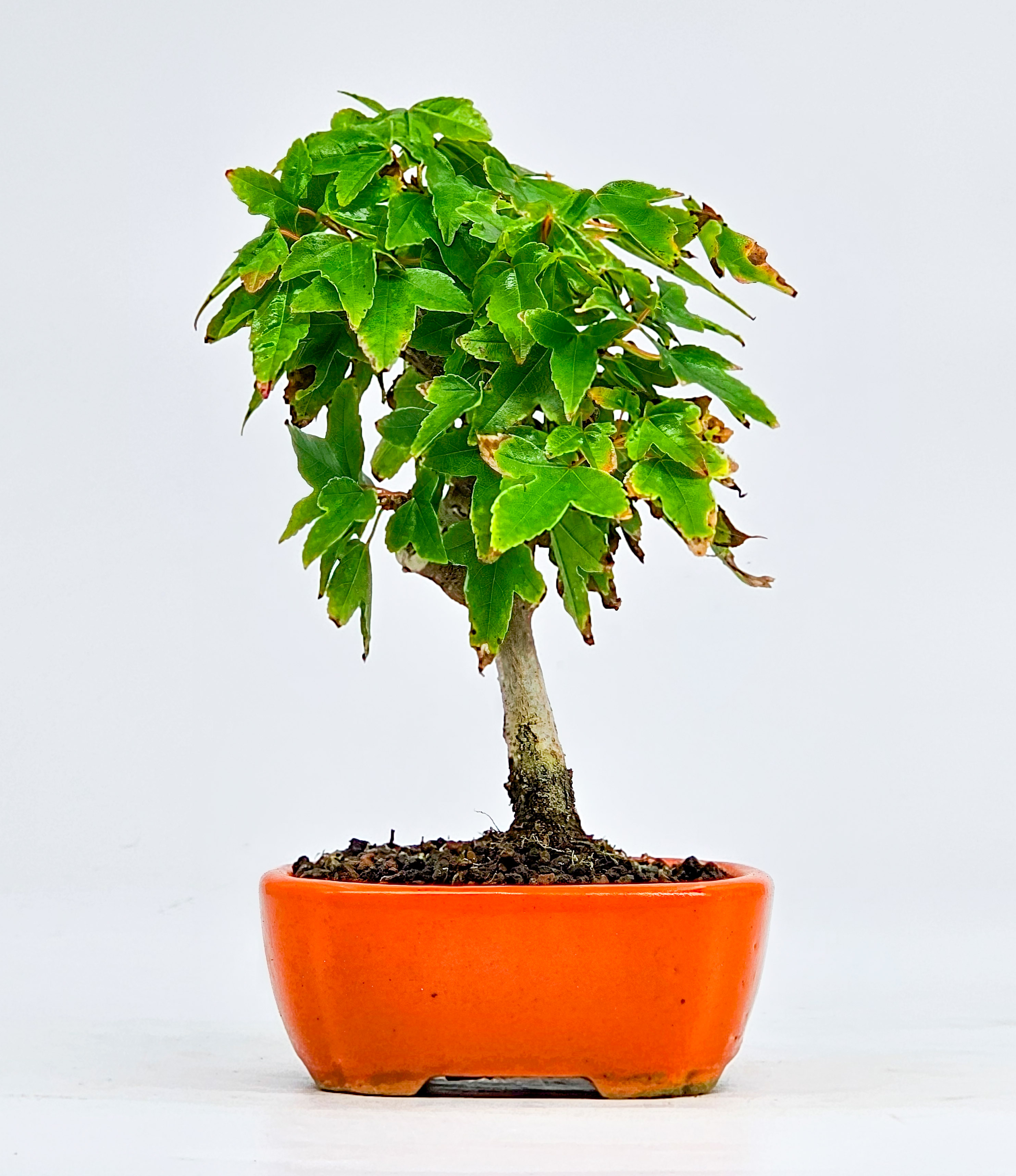 Bonsai Dreispitzahorn - Acer buergerianum Shohin 11cm  