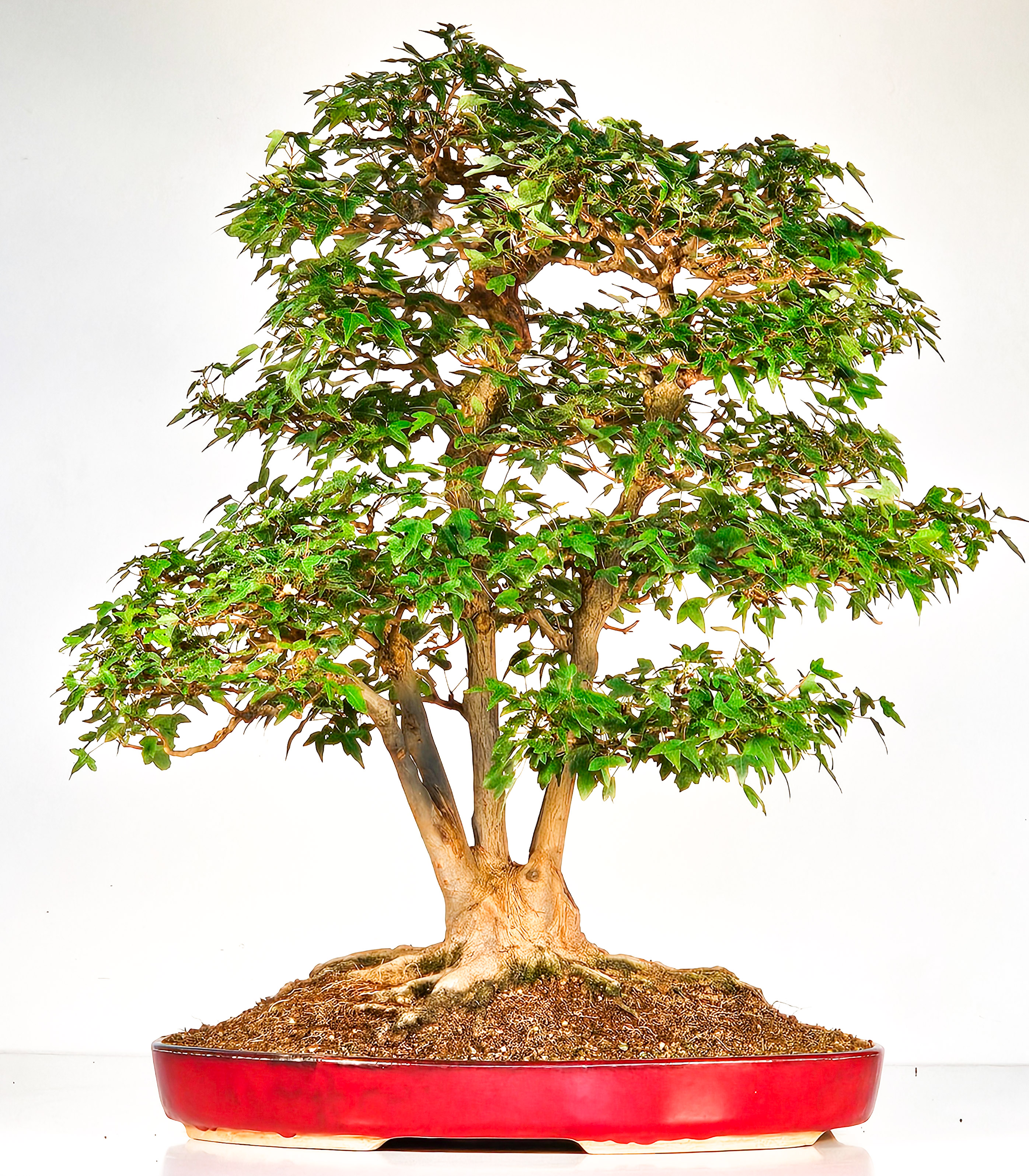 Bonsai Dreispitzahorn Multitrunk 5 Stämme - Acer buergerianum 60cm - Video!