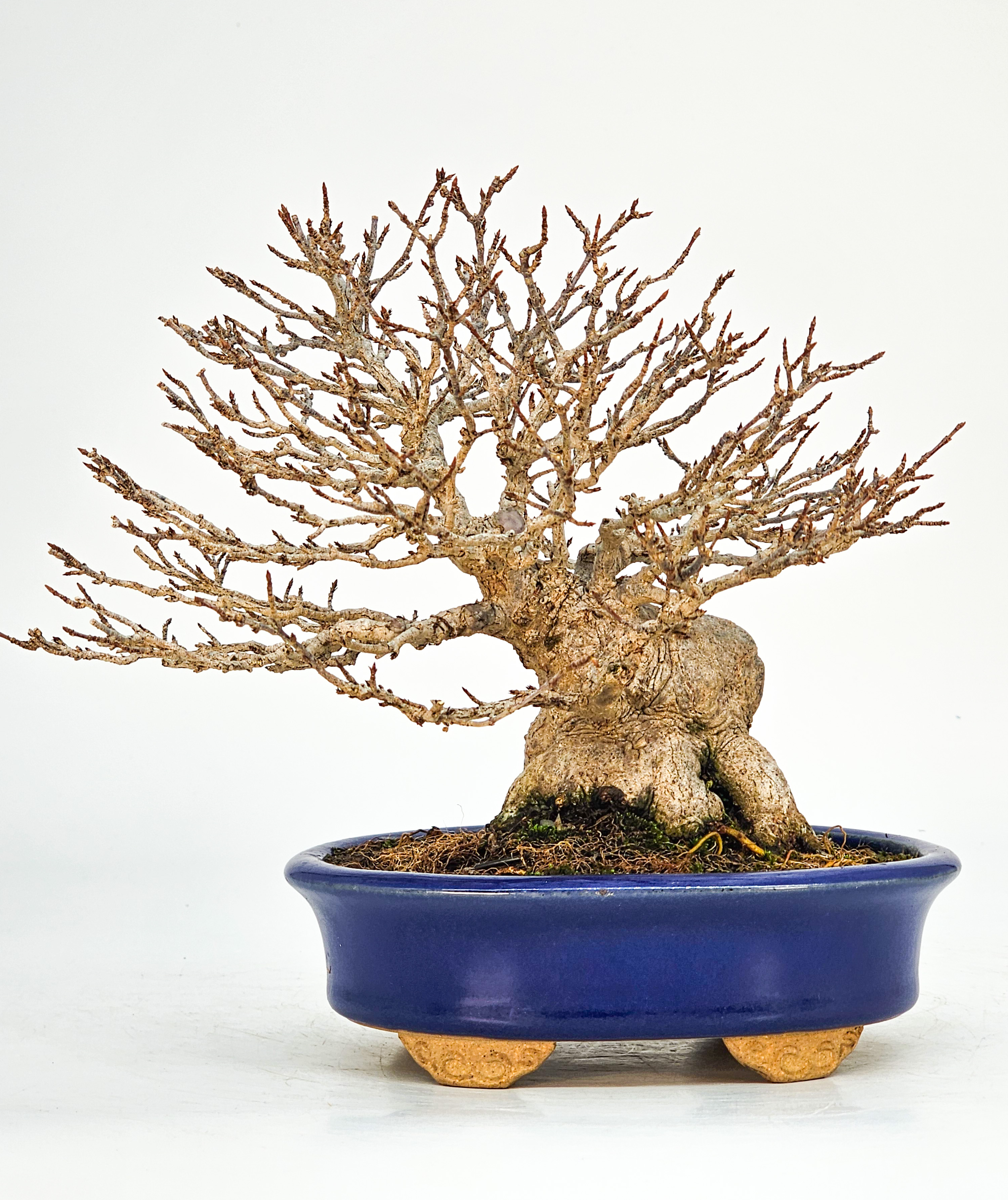 Bonsai Premium Dreispitzahorn - Acer buergerianum Ishizuki Shohin 14,5cm - Video  