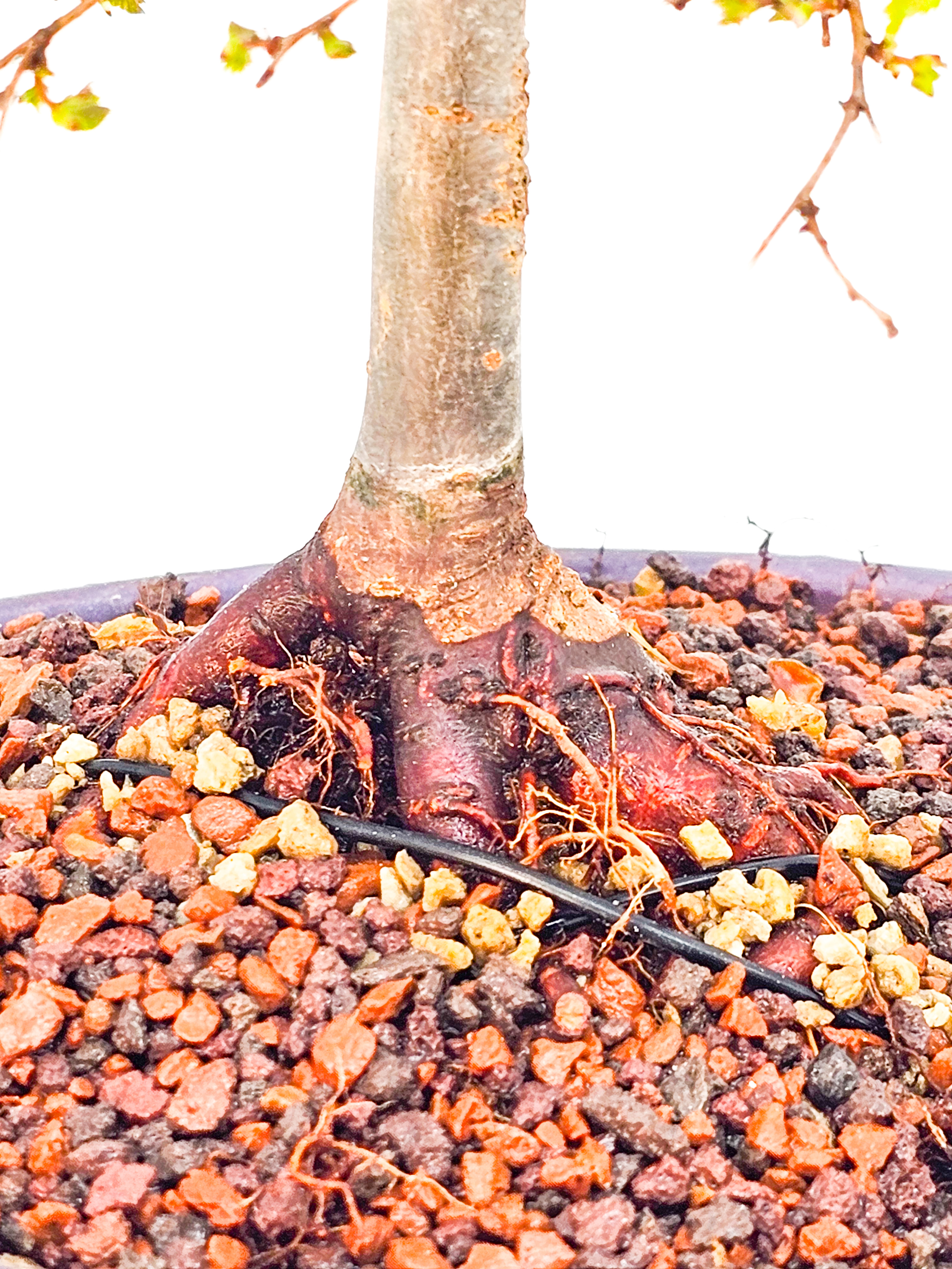 Bonsai Zelkova serrata Shohin 19cm