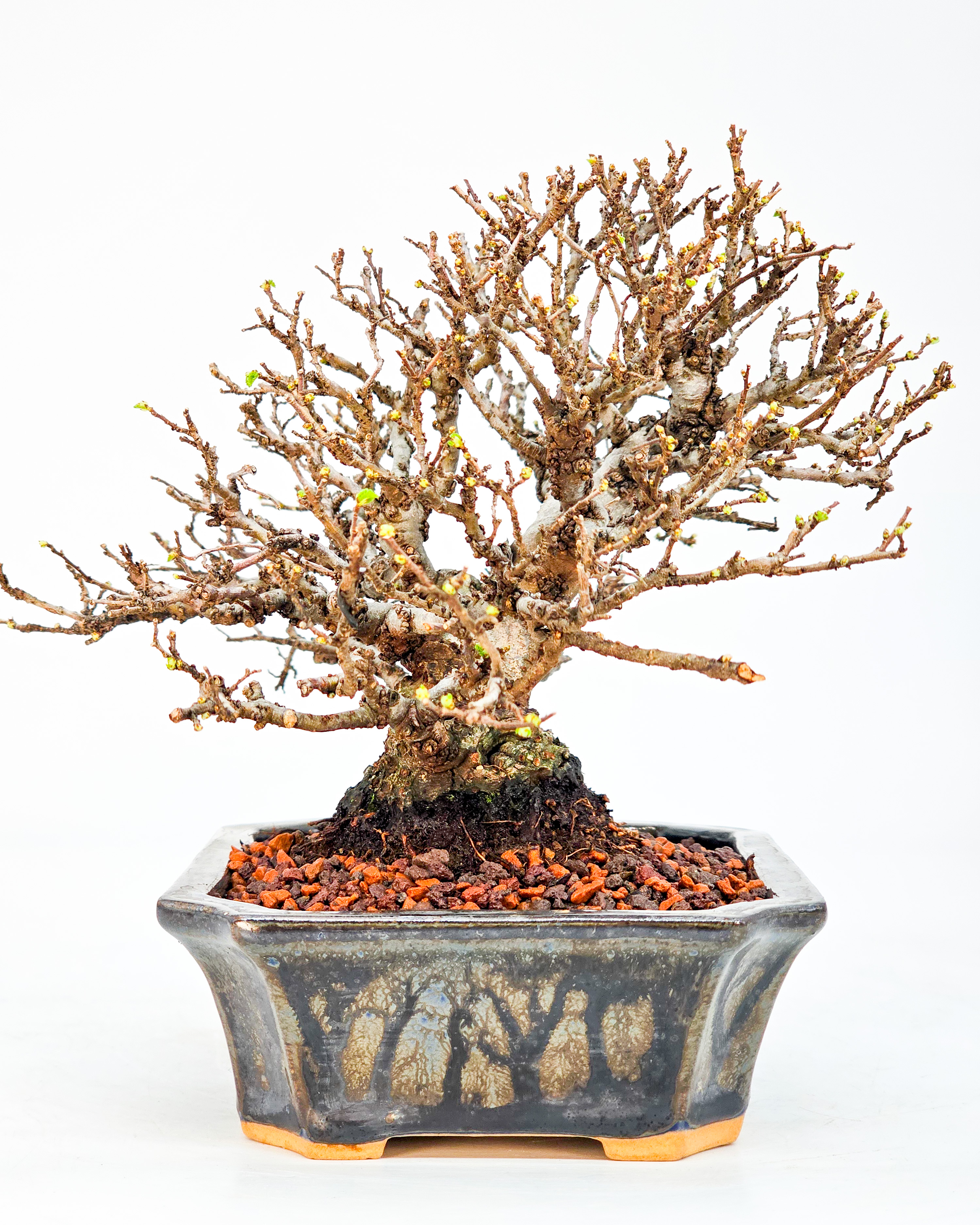 Bonsai Japanische Ulme - Ulmus parvifolia Shohin 12cm