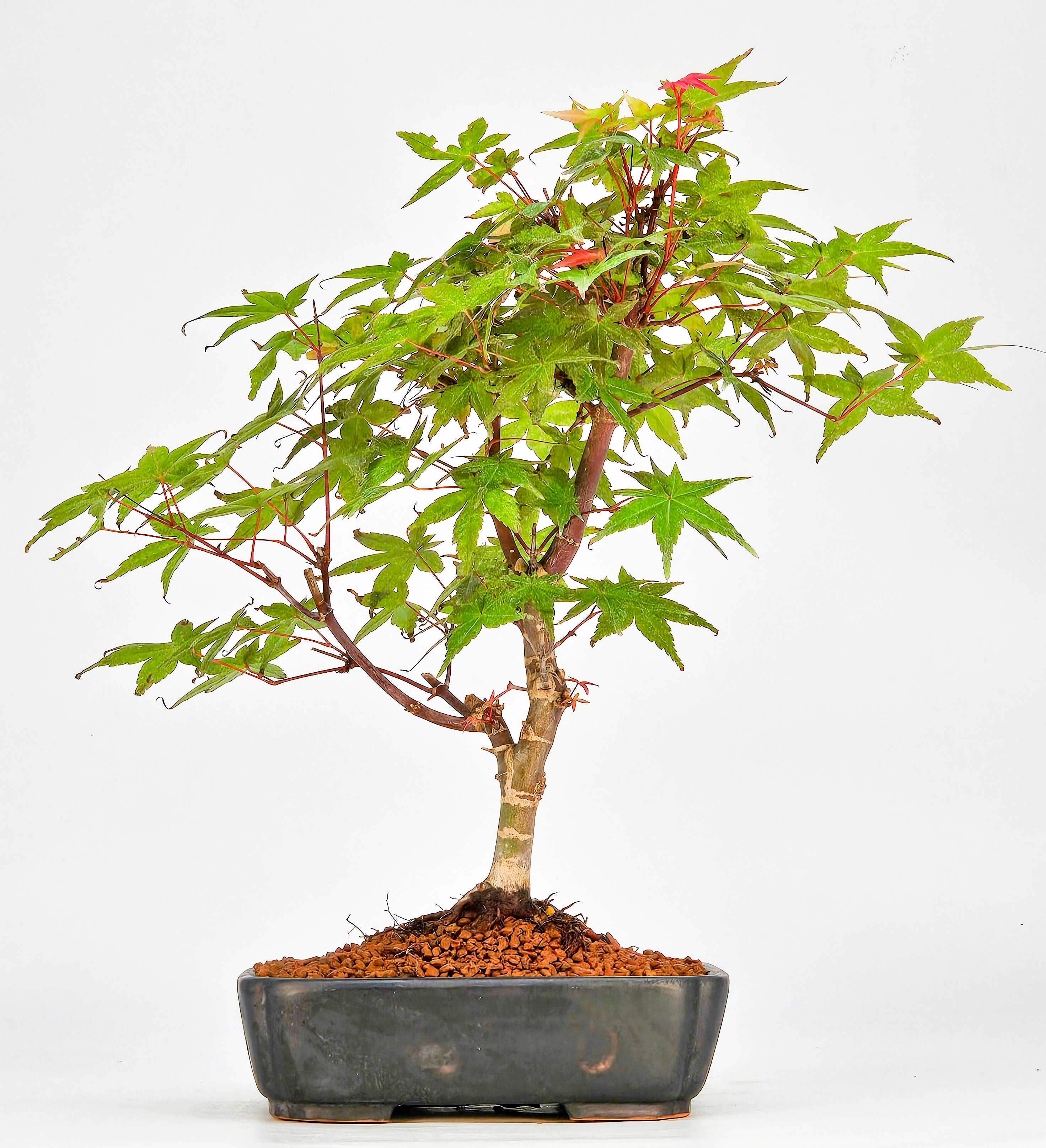 Bonsai Fächerahorn Acer palmatum Deshojo Shohin 21cm  